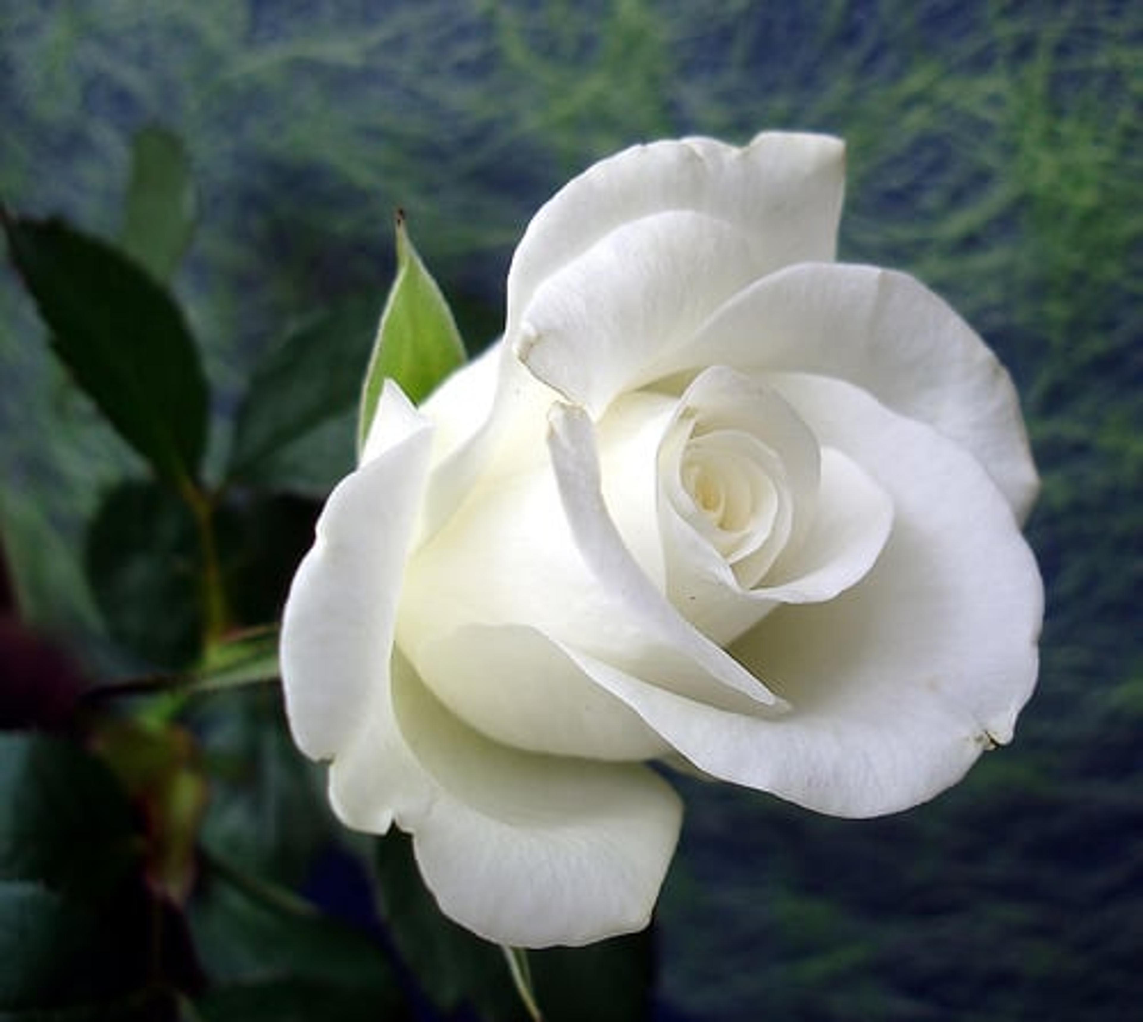 0aad8d85-6d05-4784-83e6-90481a1c13a1.jpg