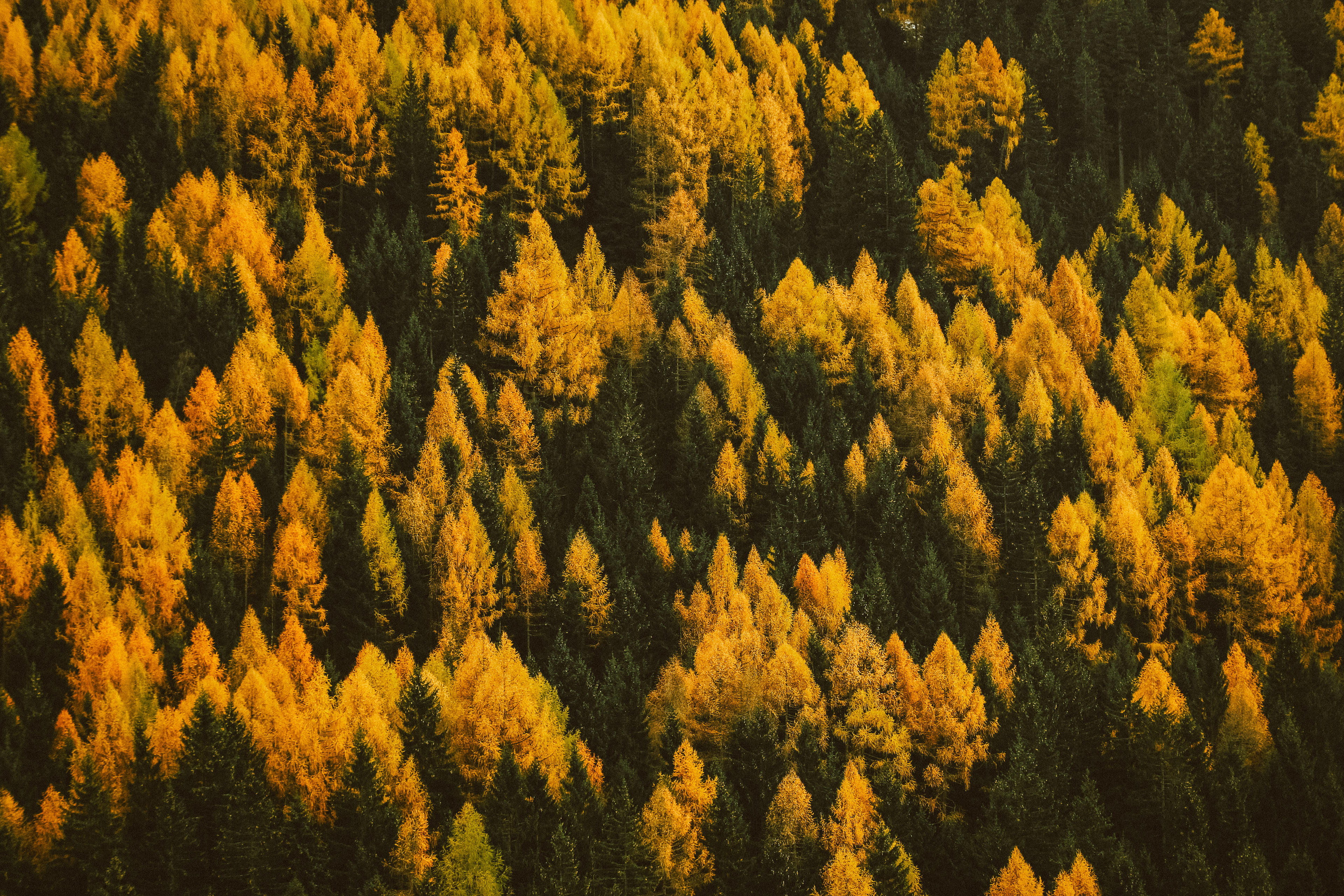 1a73df41-fcab-4d61-85f5-ea26f9d4124b.jpeg
