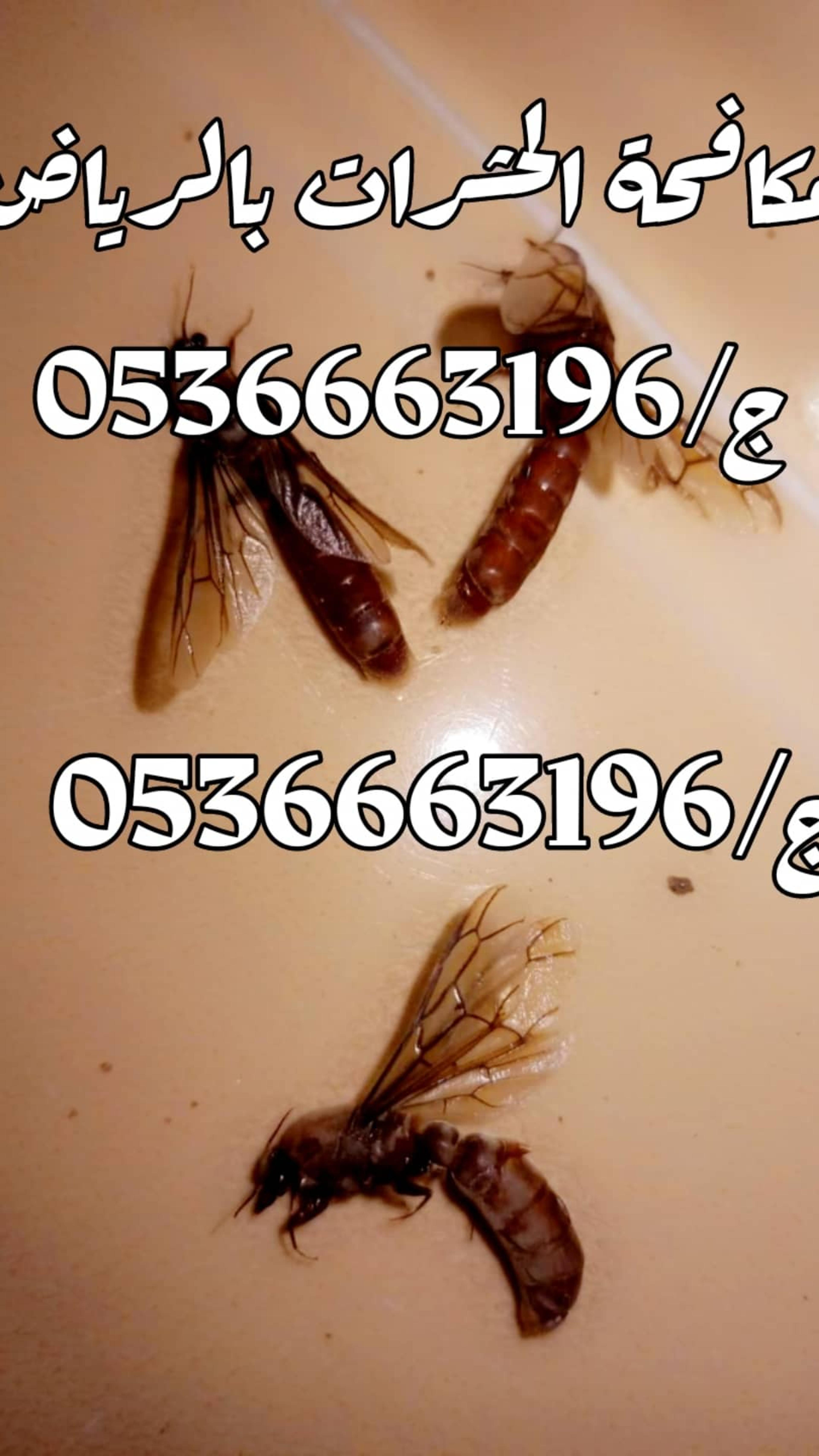 1f0d5bce-1b41-49be-aeb0-b4ef4919df7c.jpeg