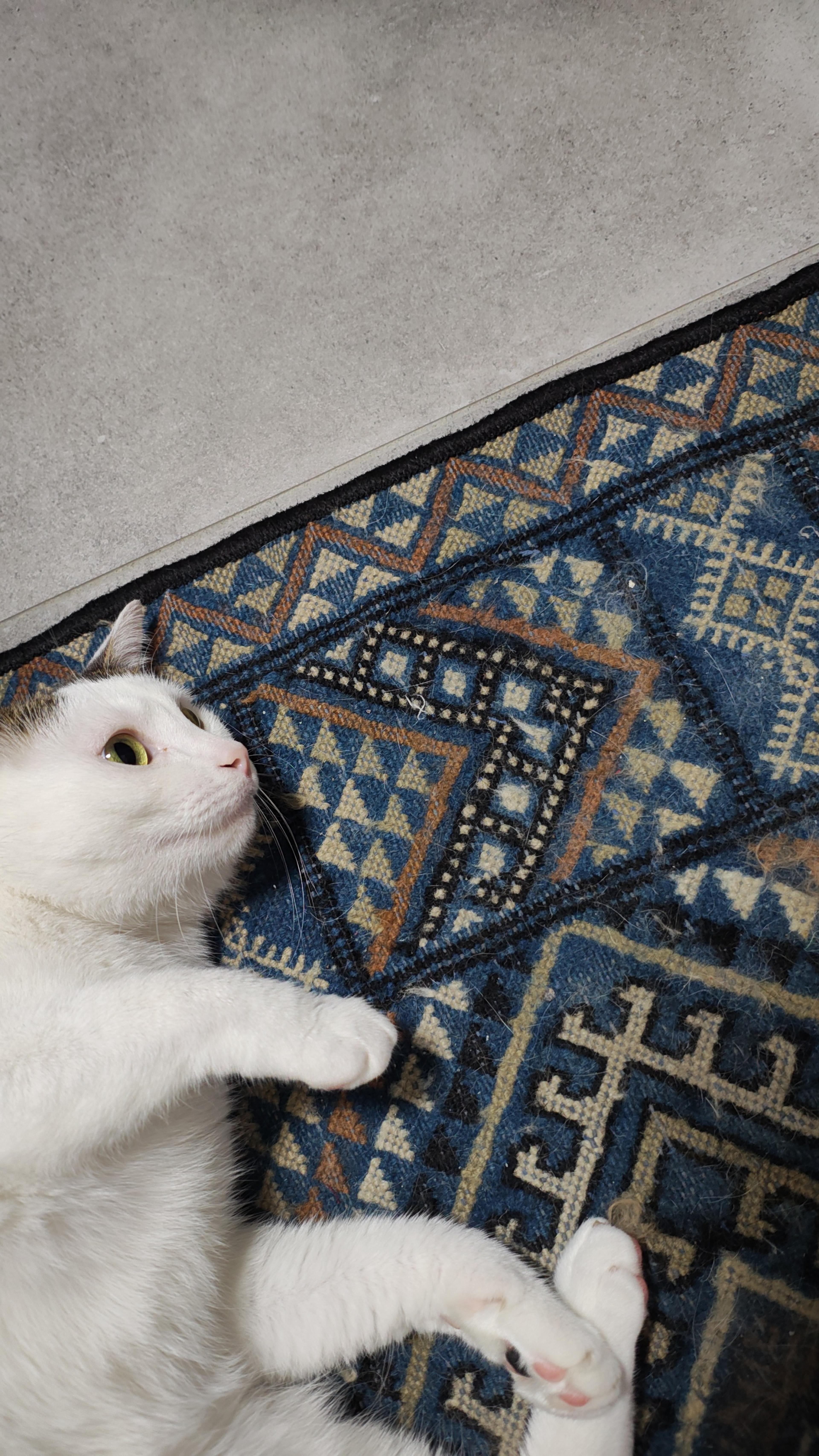 3ab6c543-365d-4fa5-a17f-36b927d9c462.jpeg