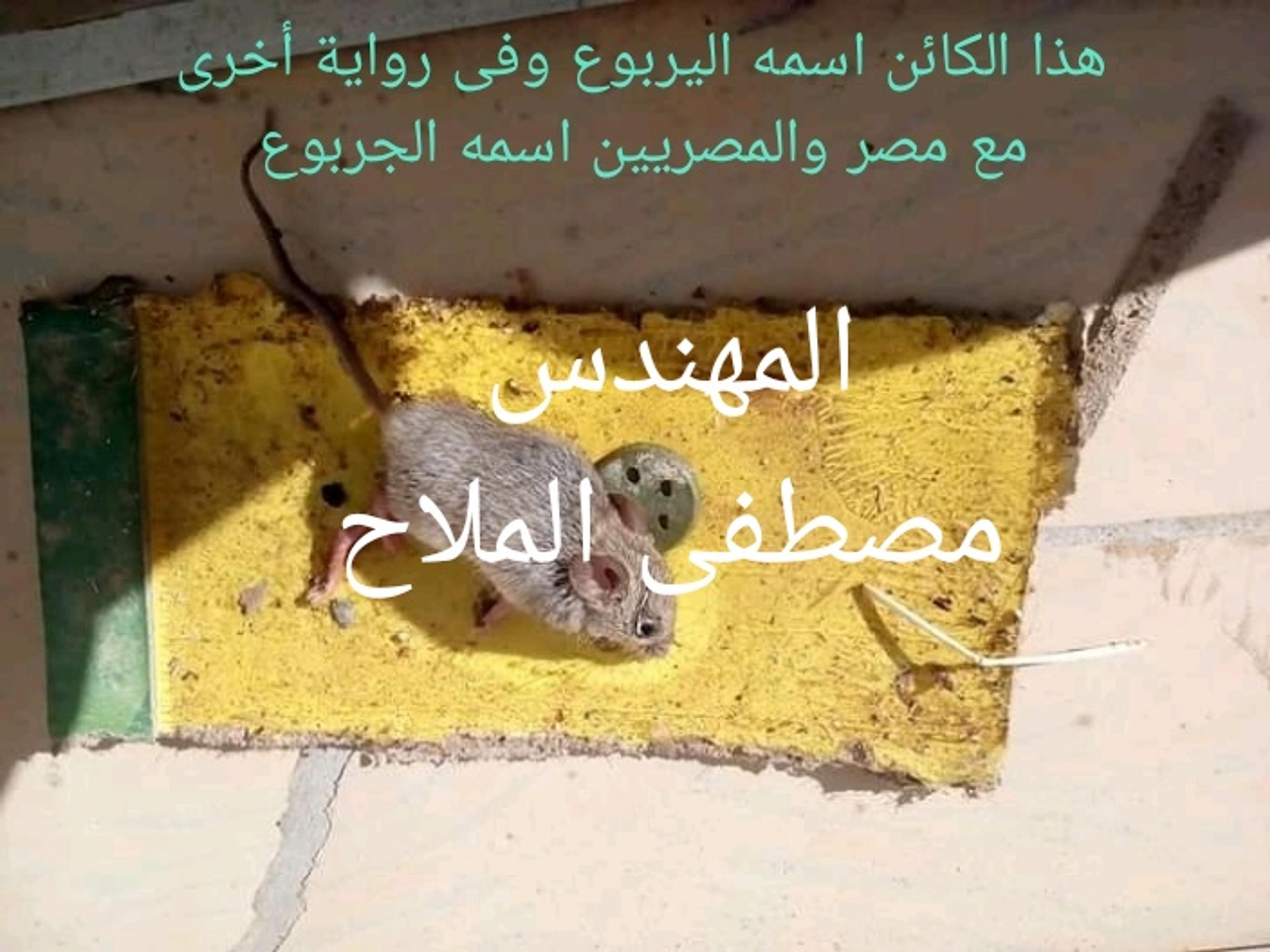 497f0fe7-a99b-4c91-9762-7b2838ce7760.jpeg