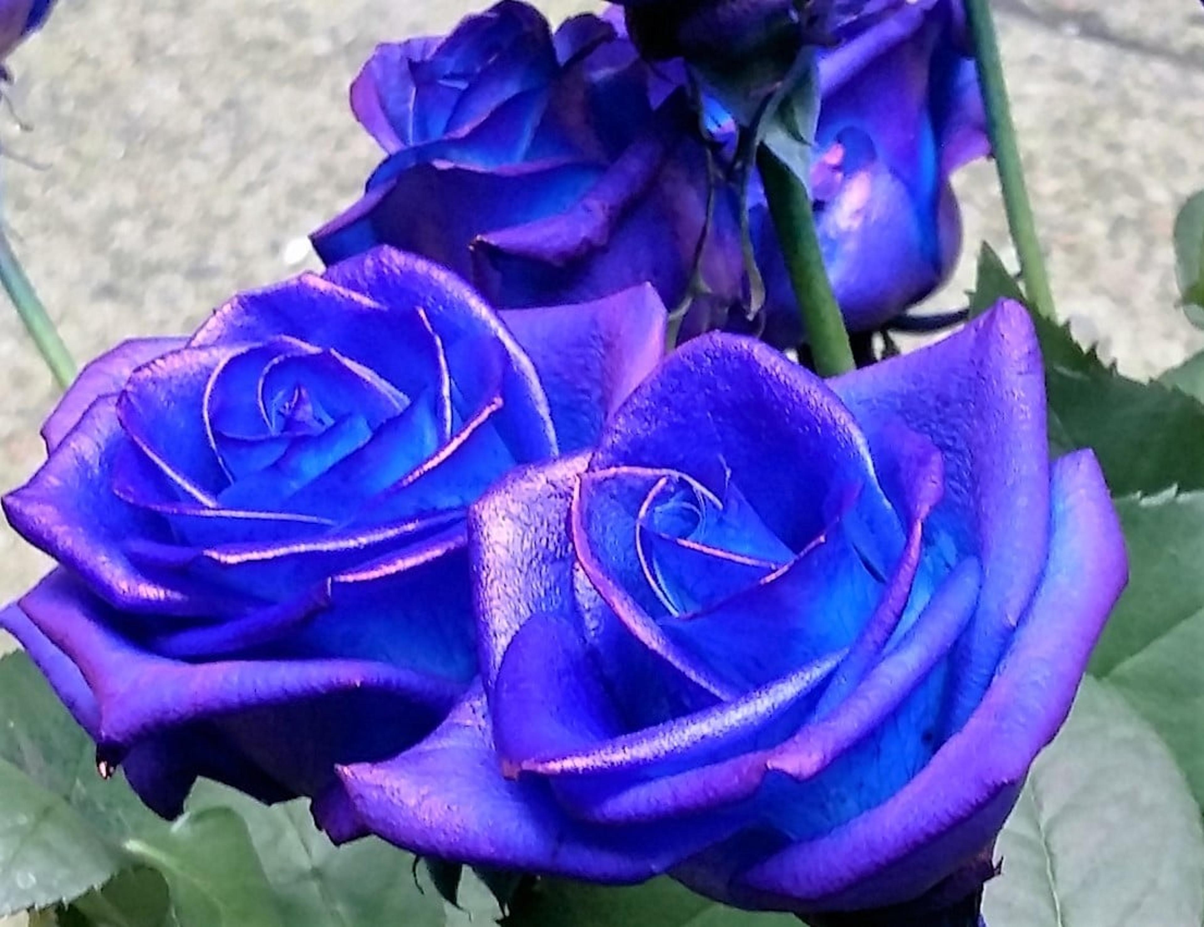 5a984b8f-7ed3-4088-a220-c1efaf3166e2.jpg