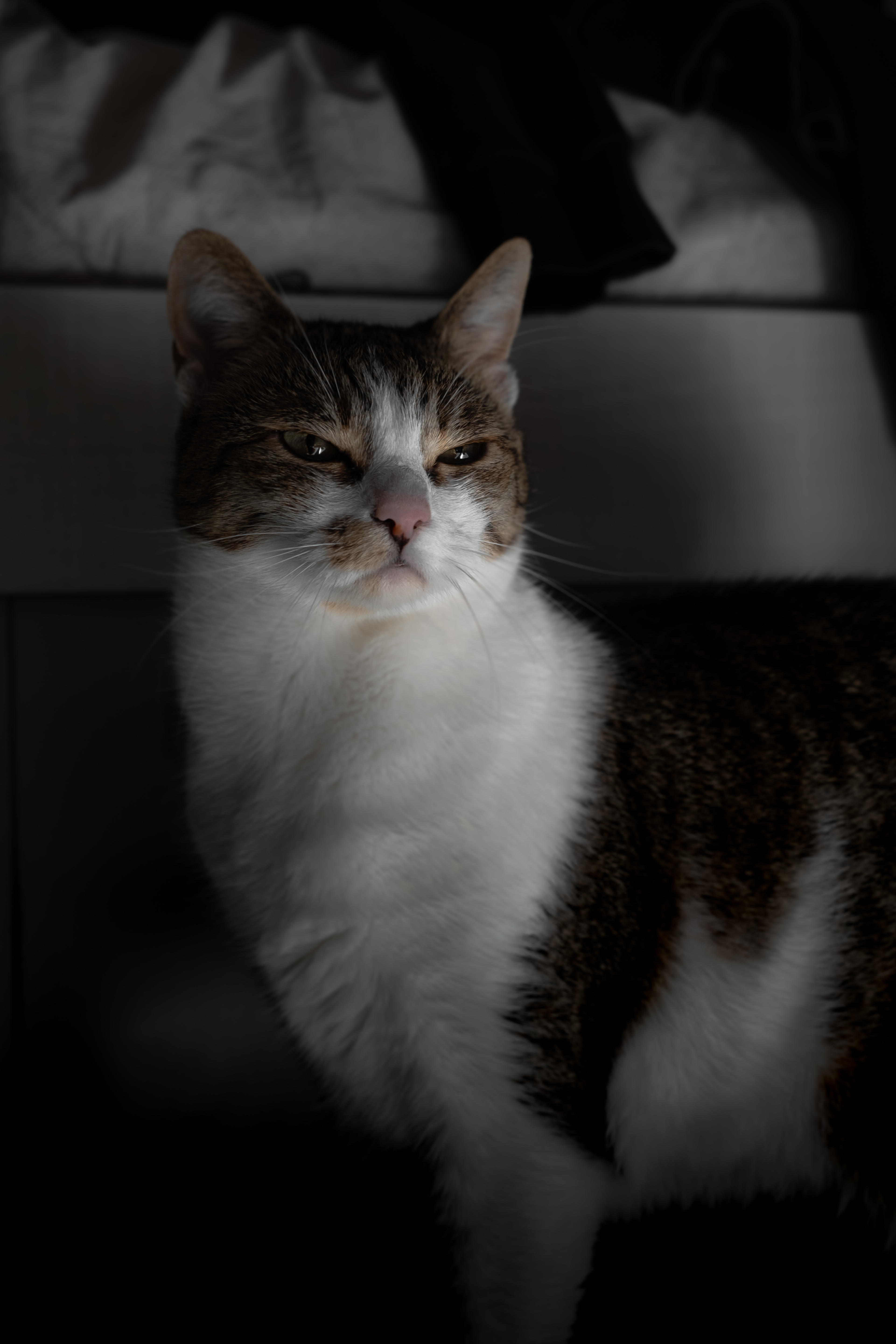 6686cb83-3c78-4bf1-9c73-f63ad78a62a2.jpeg