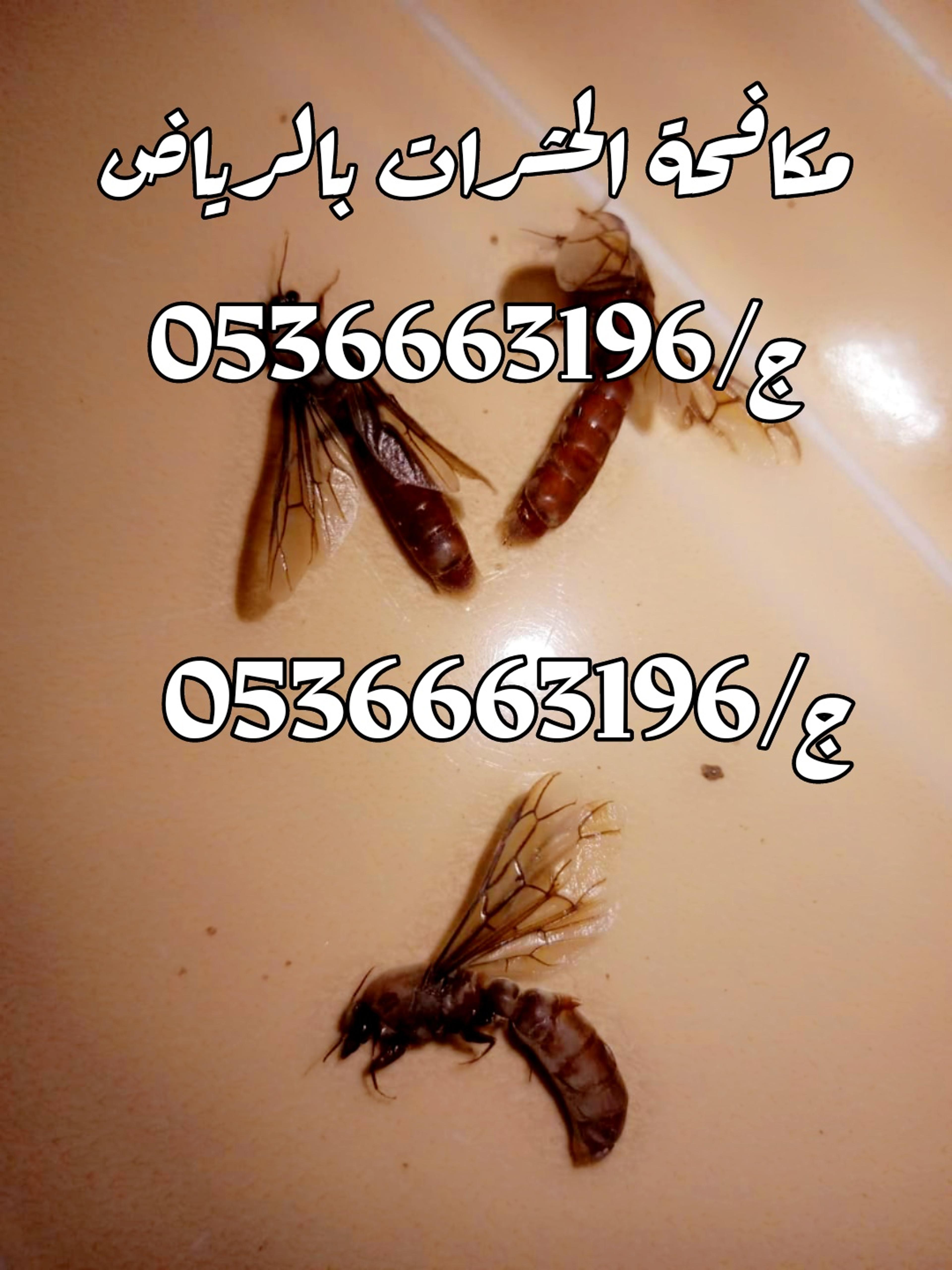 715f1b82-12ee-4640-8953-09aff64631ed.jpeg