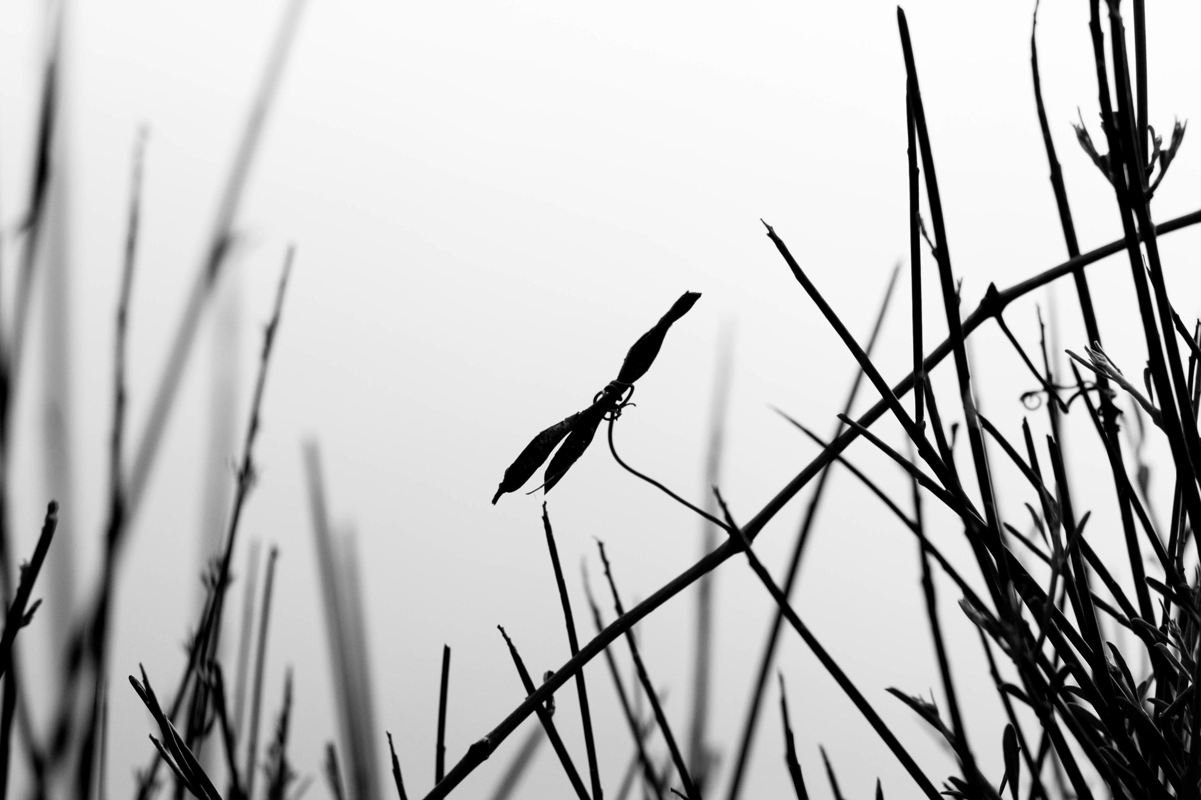 9890d308-dff2-44ef-8619-bfea518e14a2.jpeg