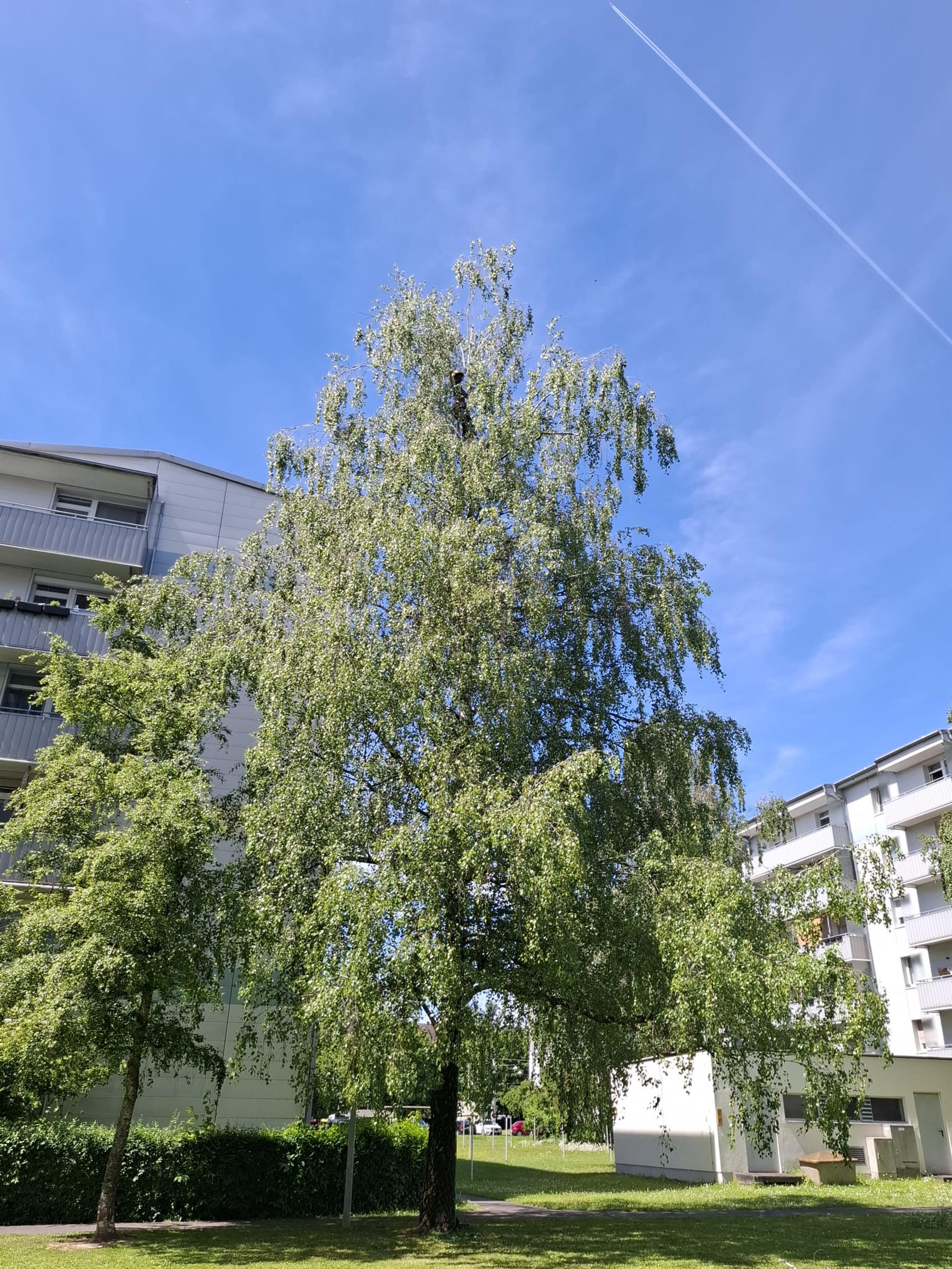 9bf2f878-0e32-458b-8ea3-97824ab3d1d7.jpeg