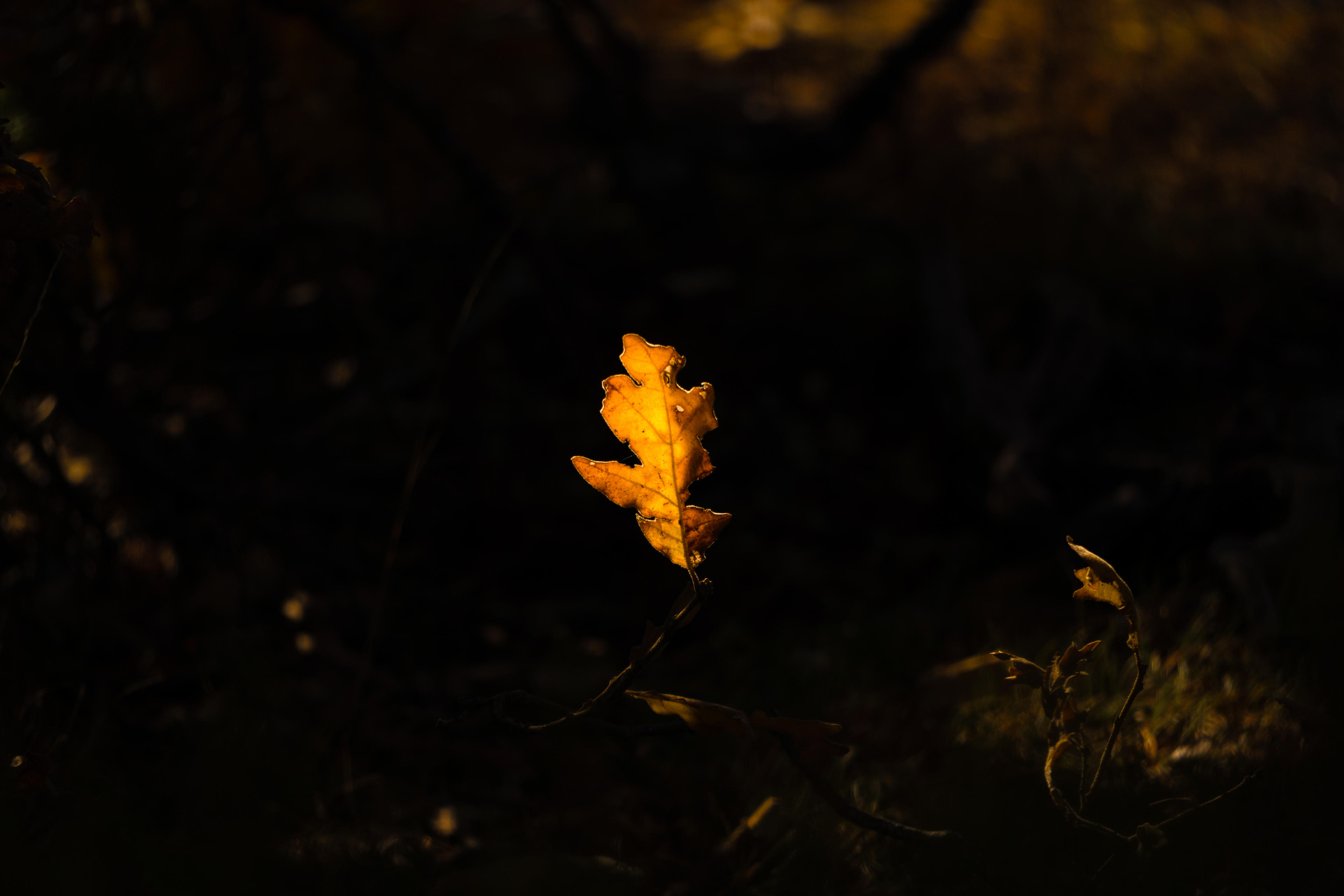 c14752ce-4a3c-4abf-9c77-d7cecf2ed5d2.jpeg