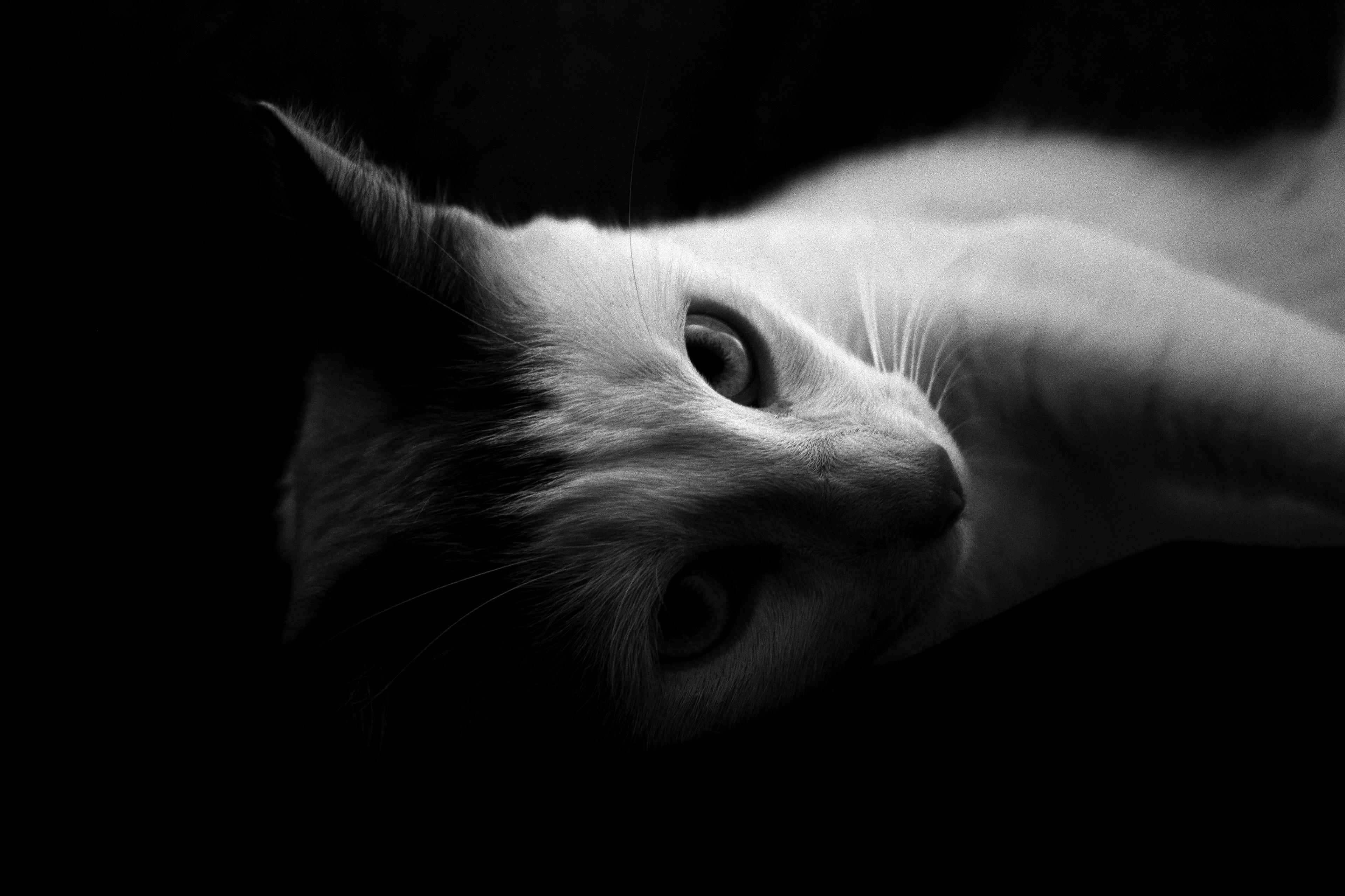 c441fd31-94ca-4070-9c63-9d93ac5a8915.jpeg