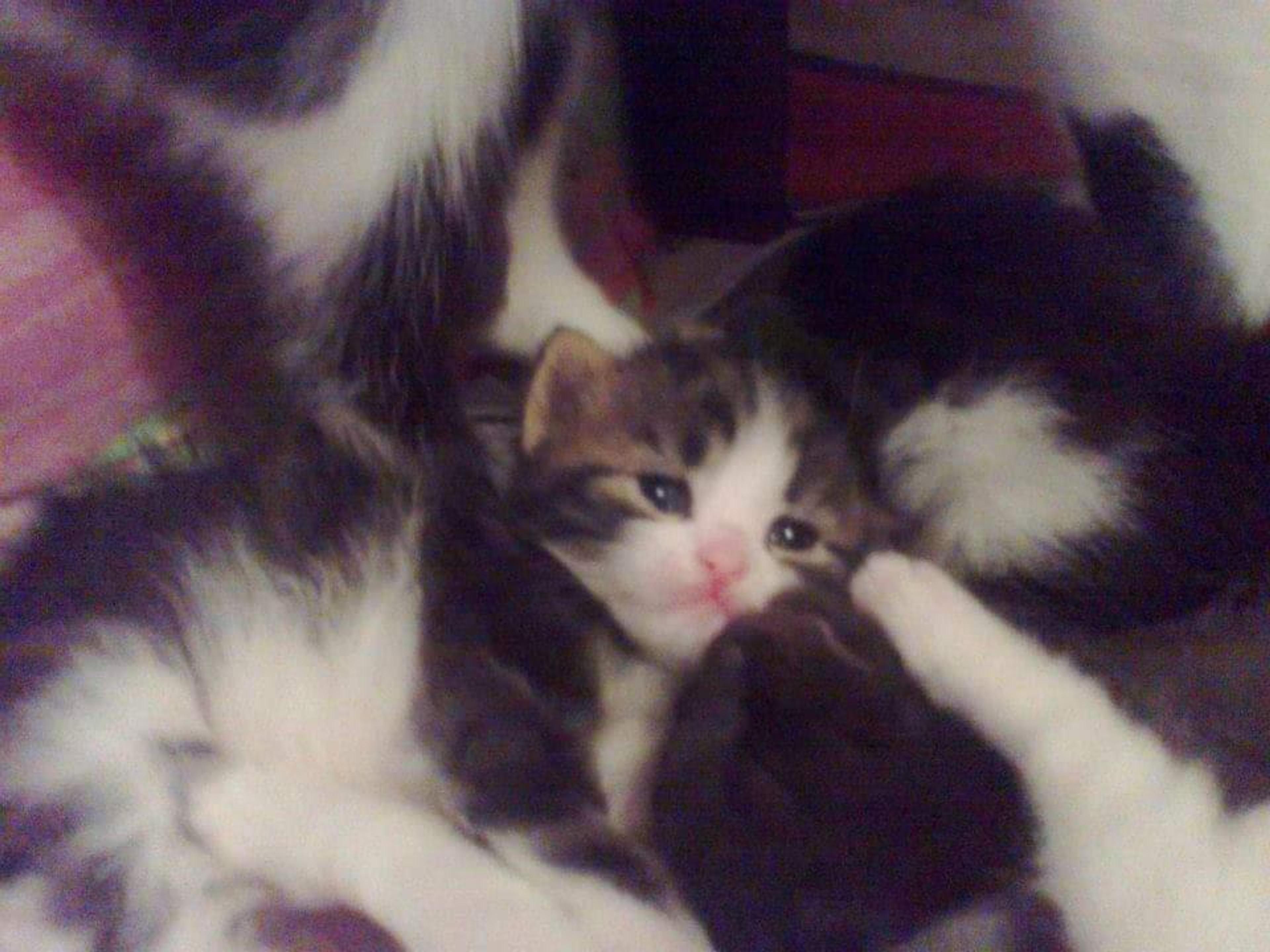 fe095fb7-1cdd-4c56-9df6-216a98474fd0.jpeg