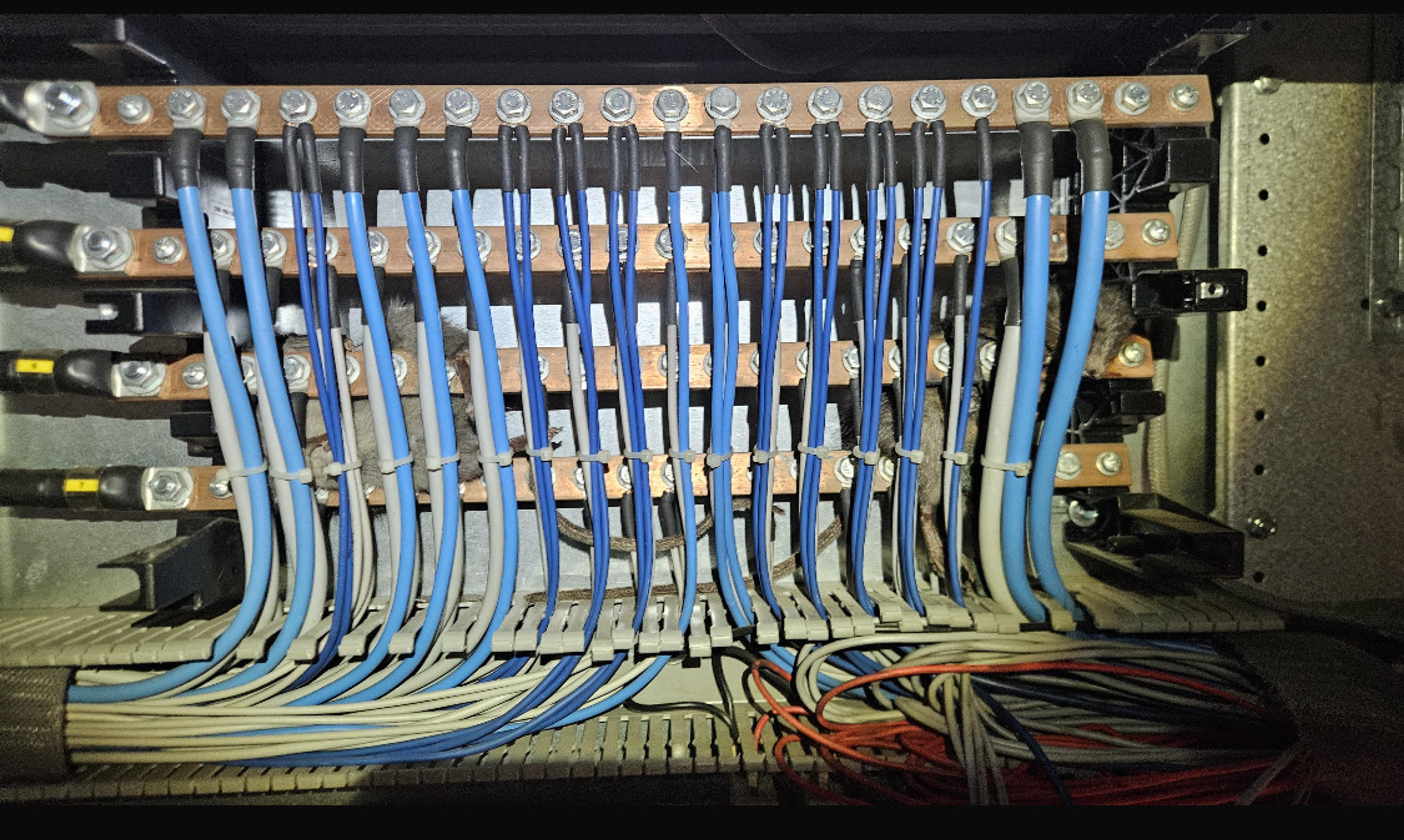 ffb65025-d01a-4d67-bb12-71e03ccb8d36.jpeg