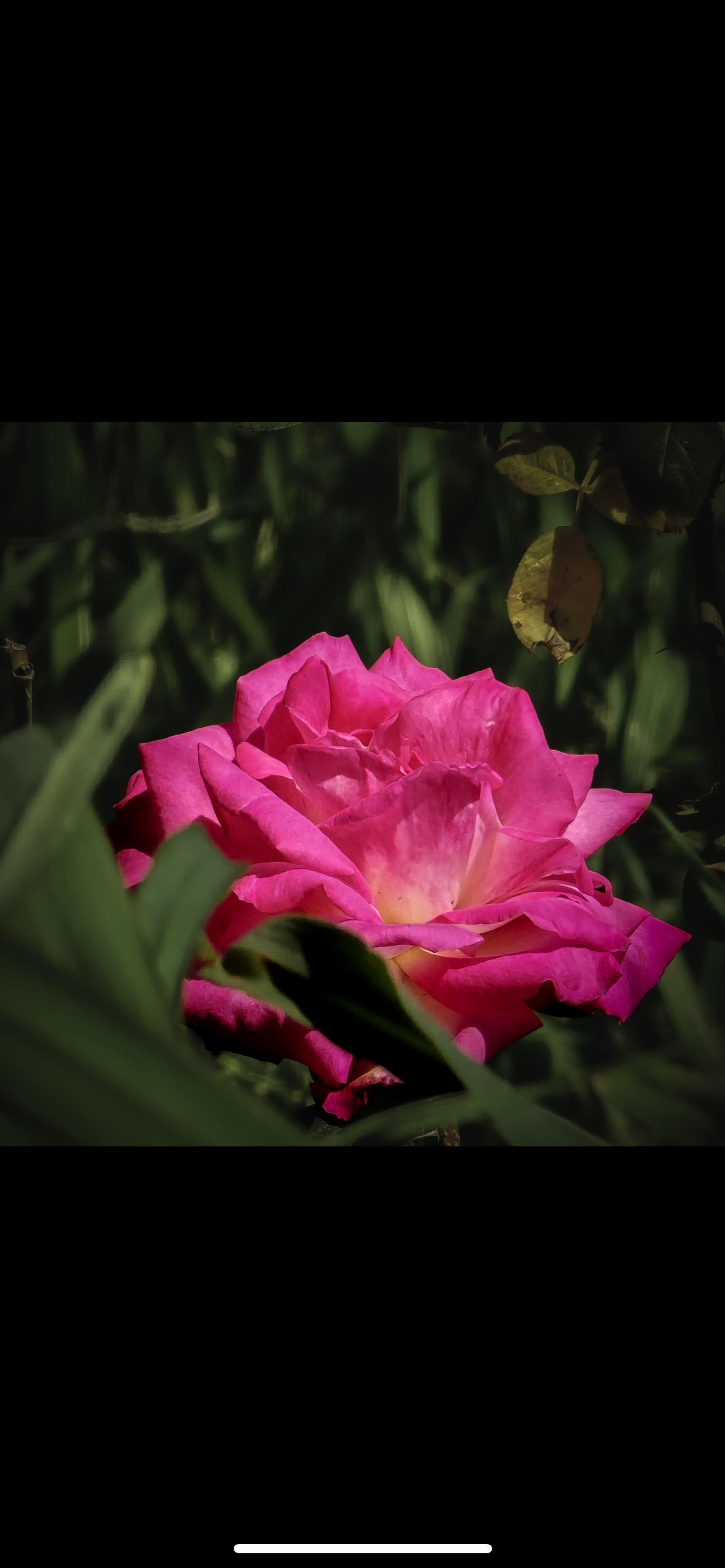ffe68124-1e06-47c9-b5d8-ae32d74946c6.png