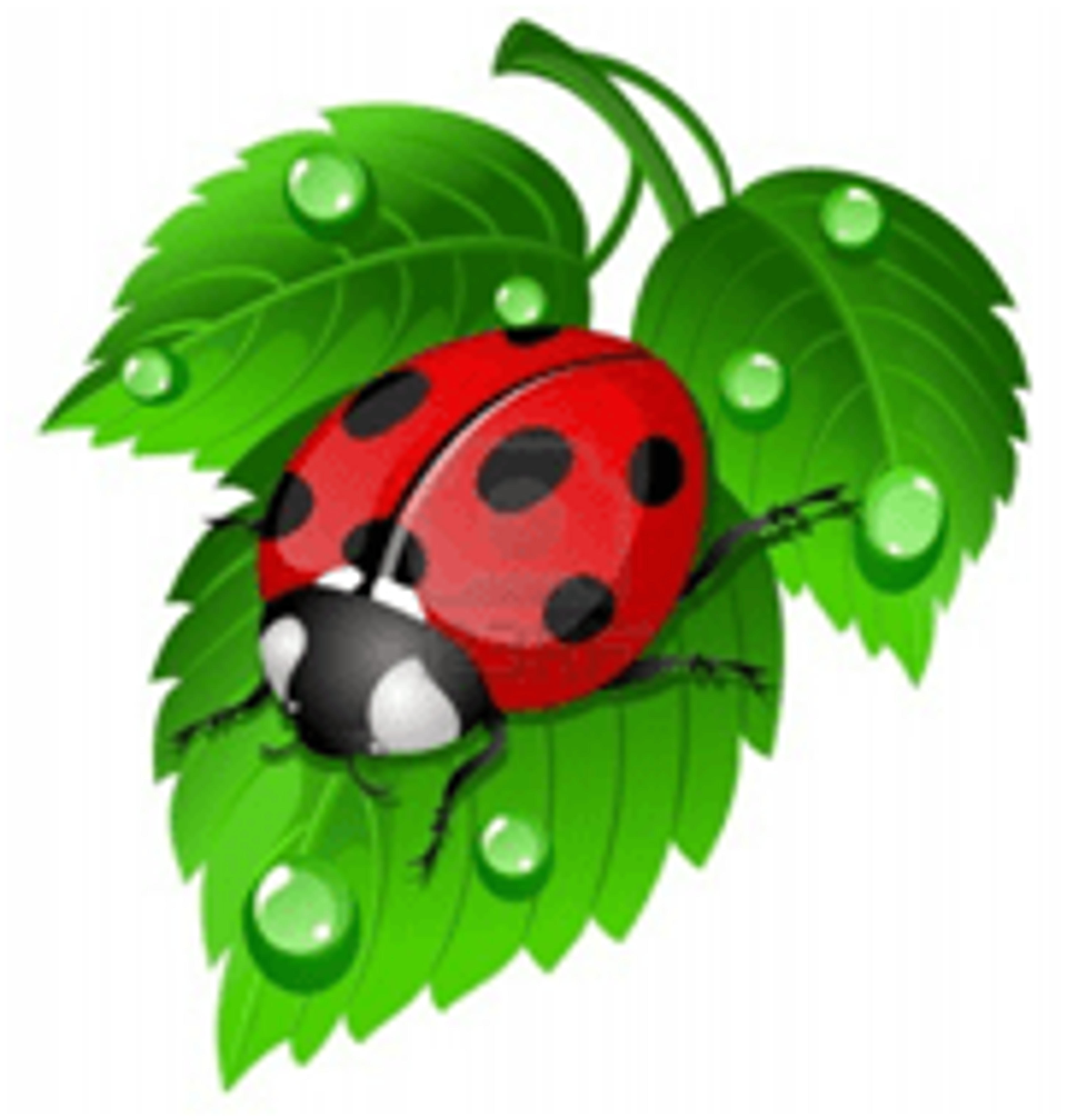 La Nuova Coccinella Sprint s.a.s.
