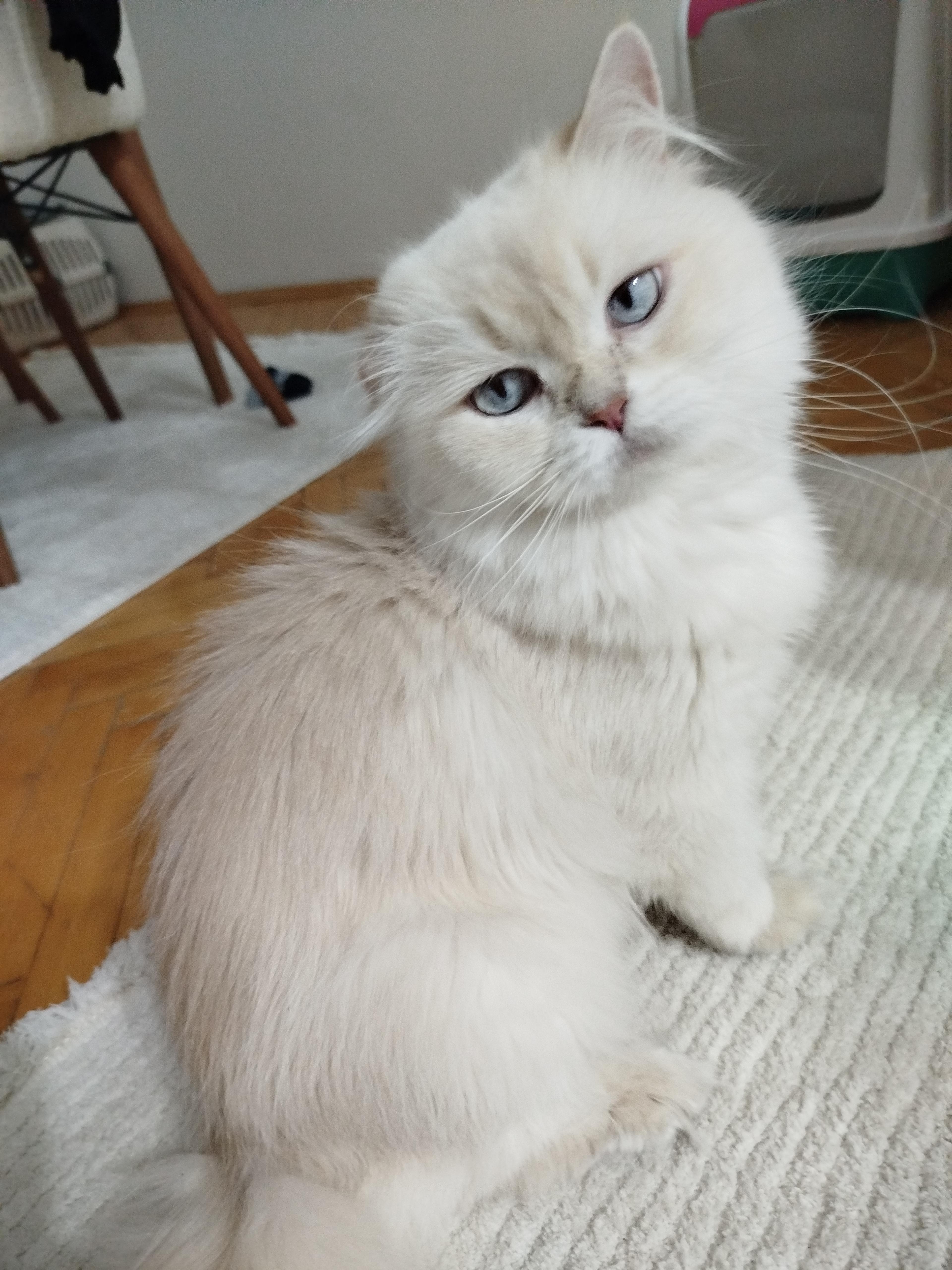 Şeyma Karaca