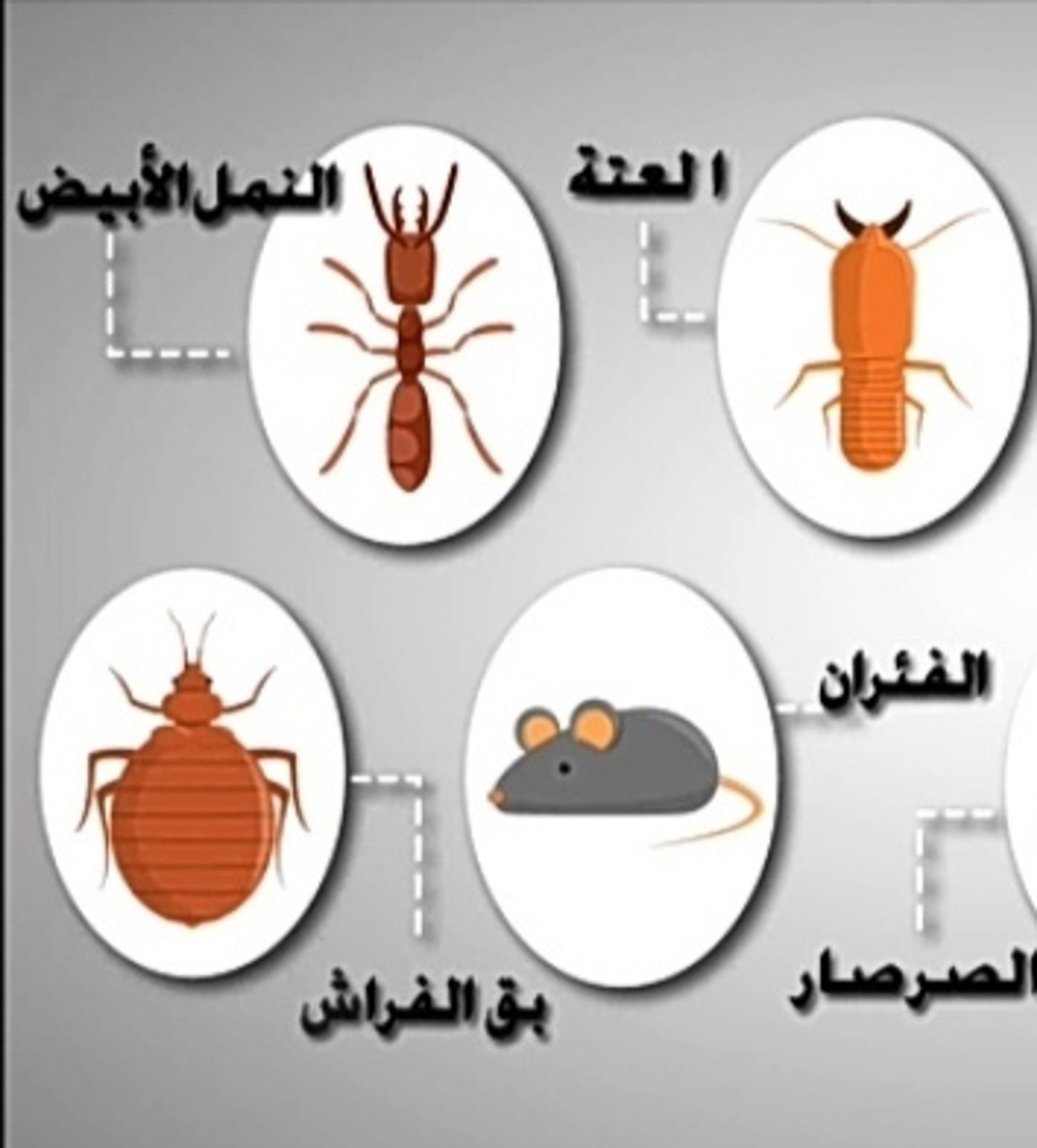 شركة ون واي لمكافحة الحشرات