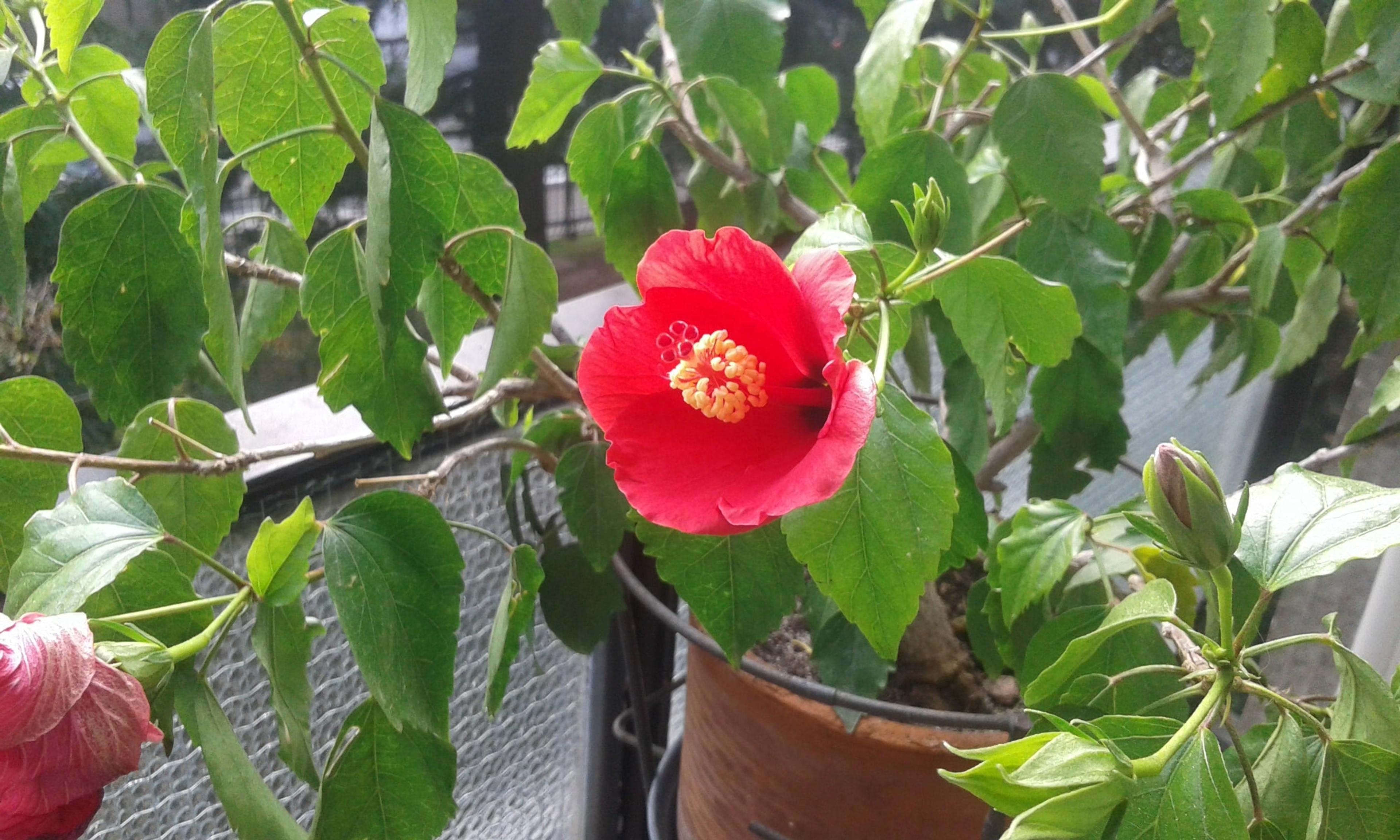 MZ Garden
