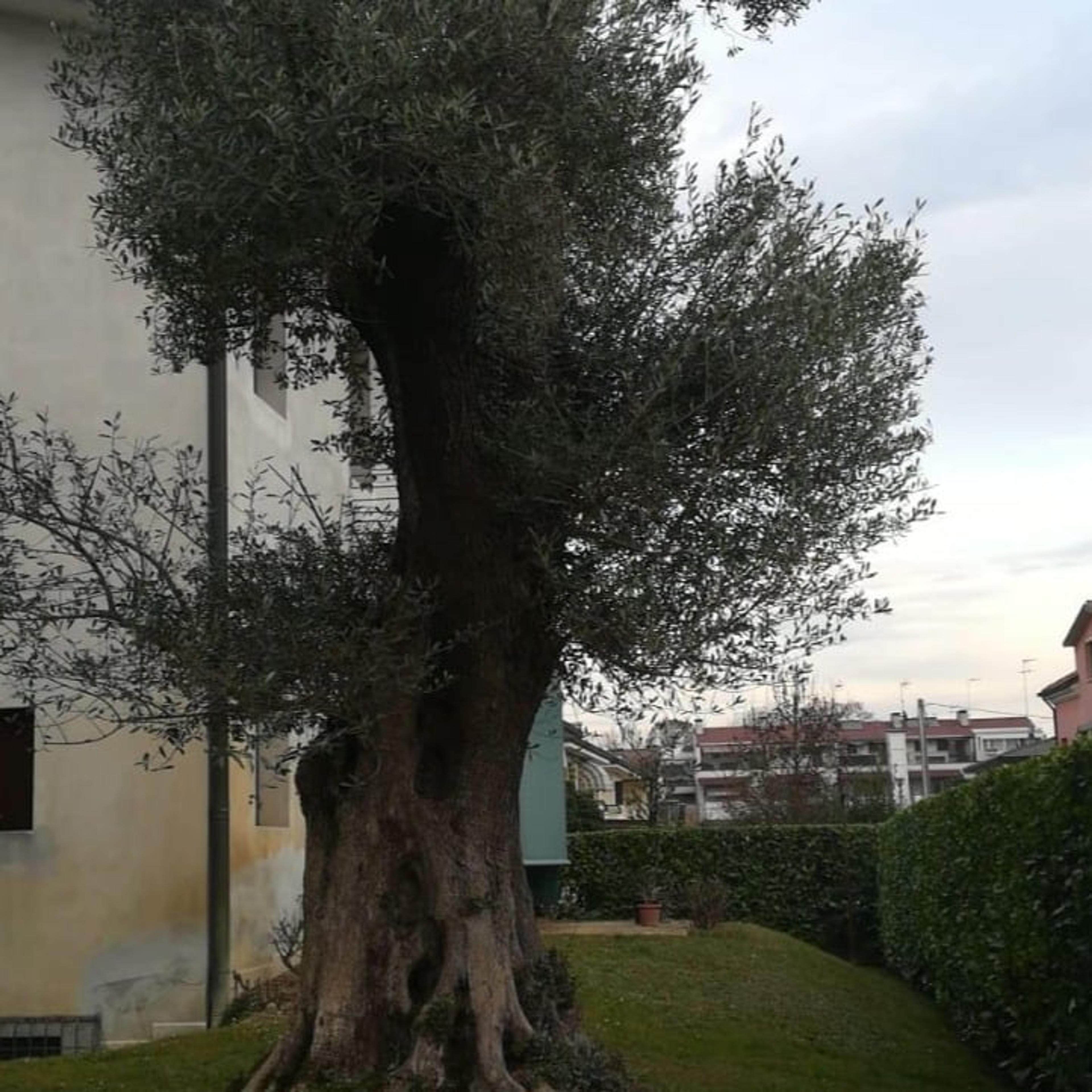Pesce massimo costruzione giardini
