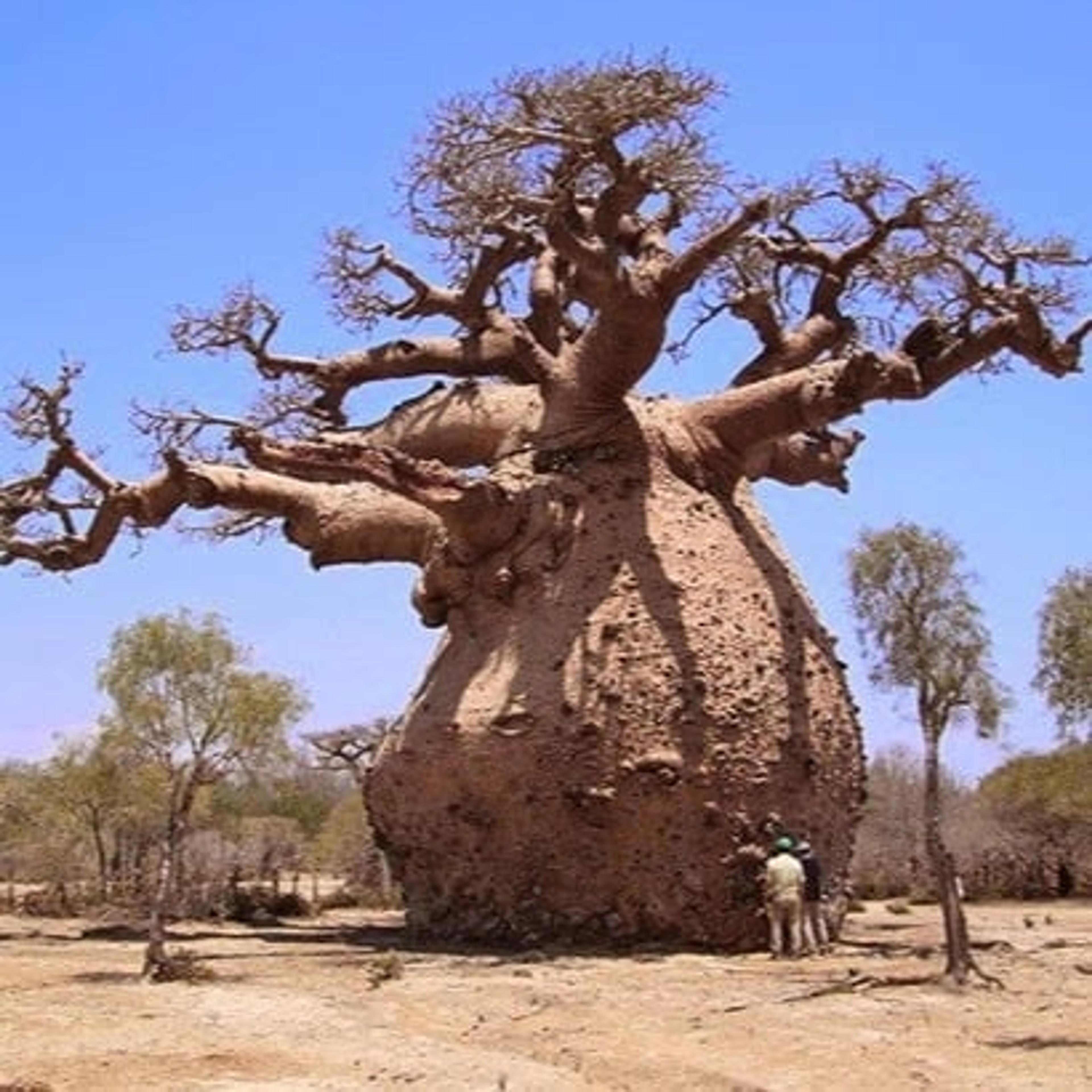 Il Baobab Società Cooperativa Sociale