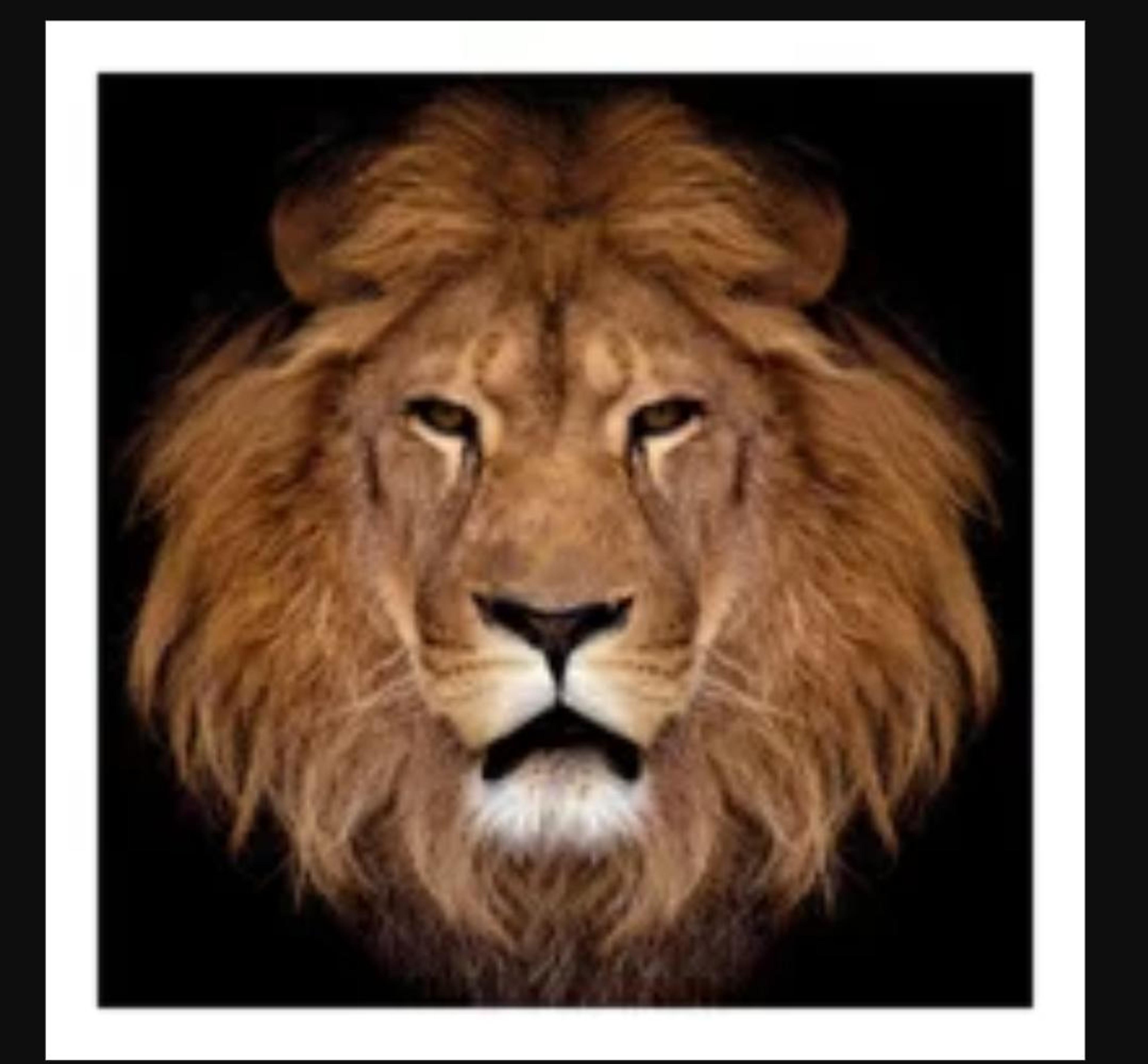 Leontorrescompany