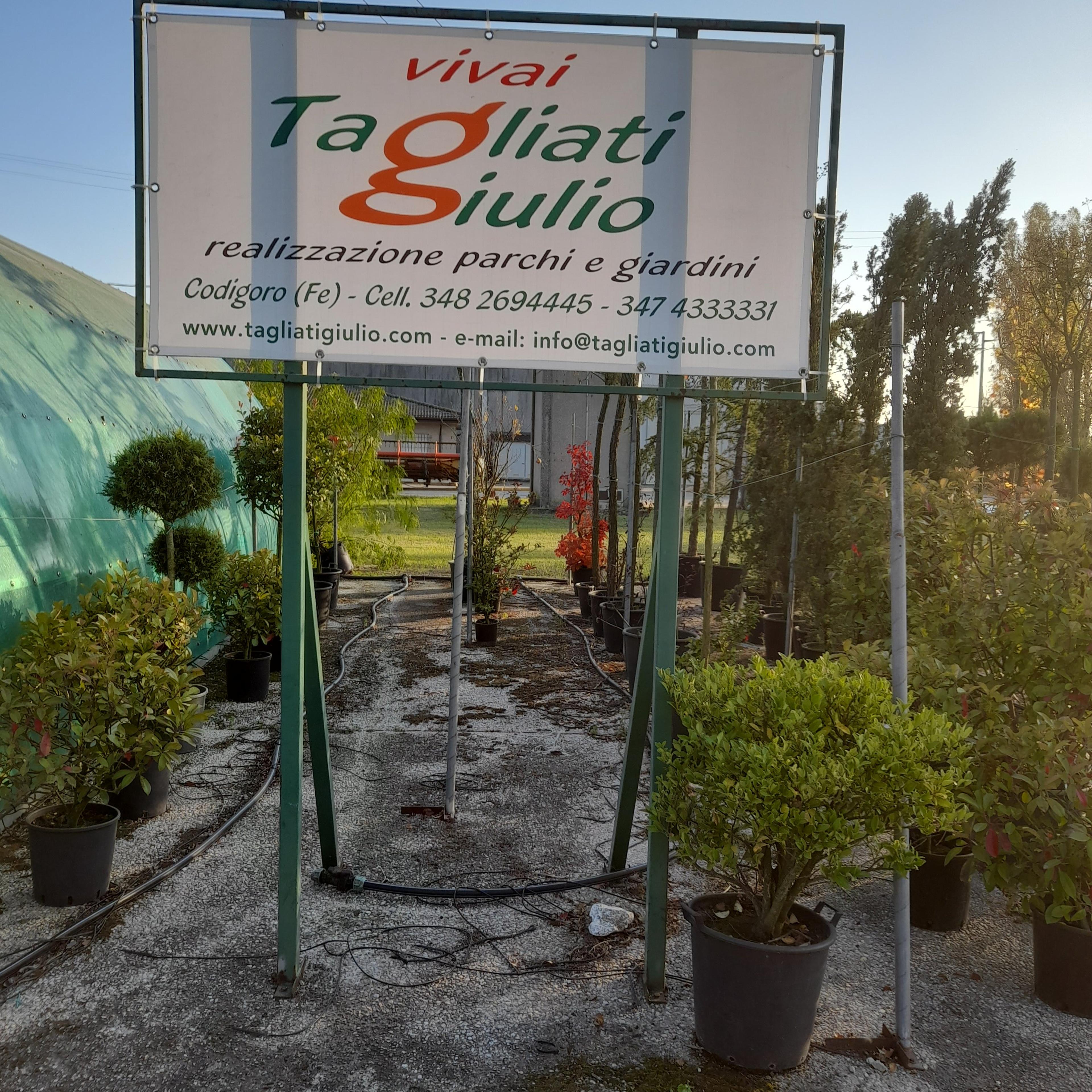 Ditta Tagliati Giulio