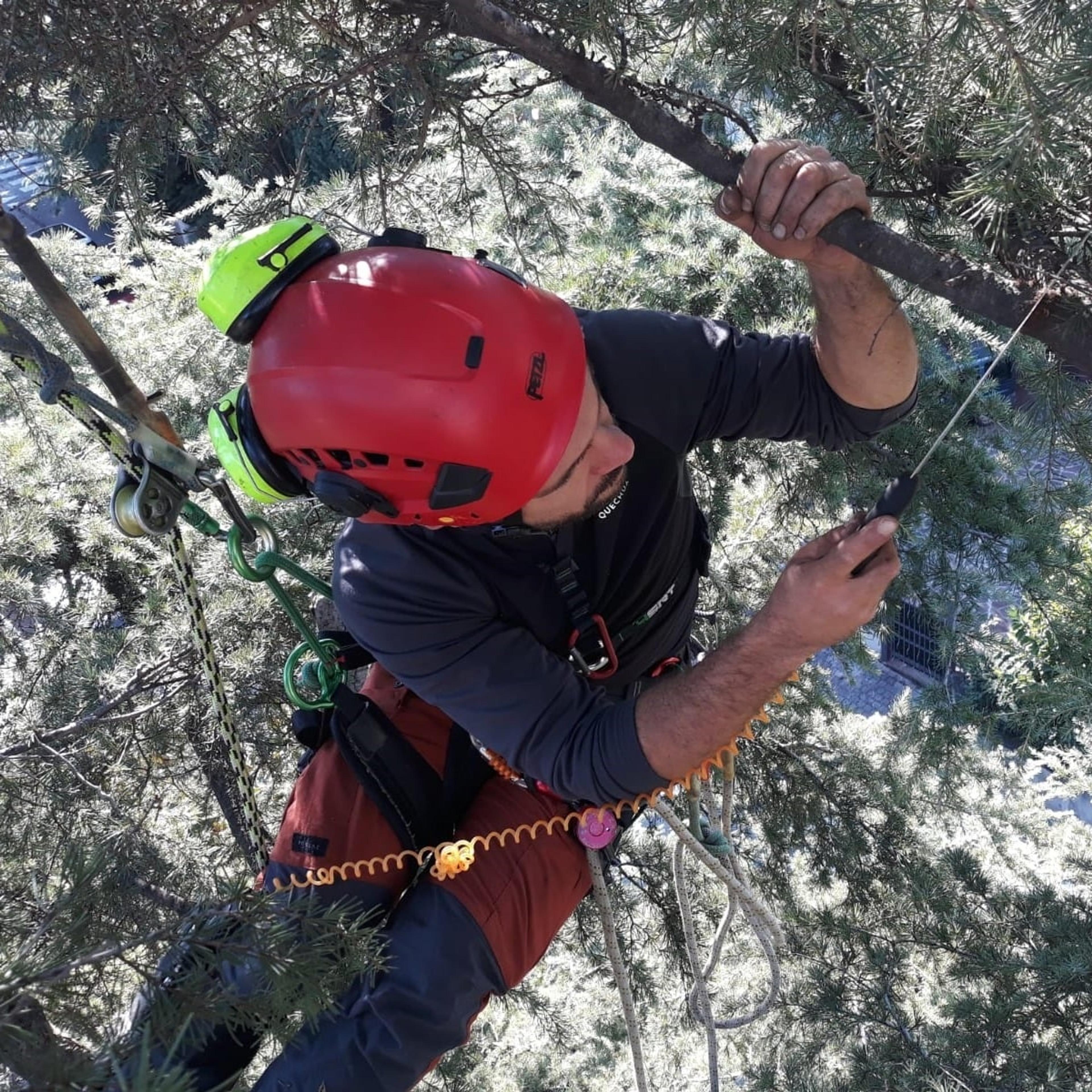 Arboricola