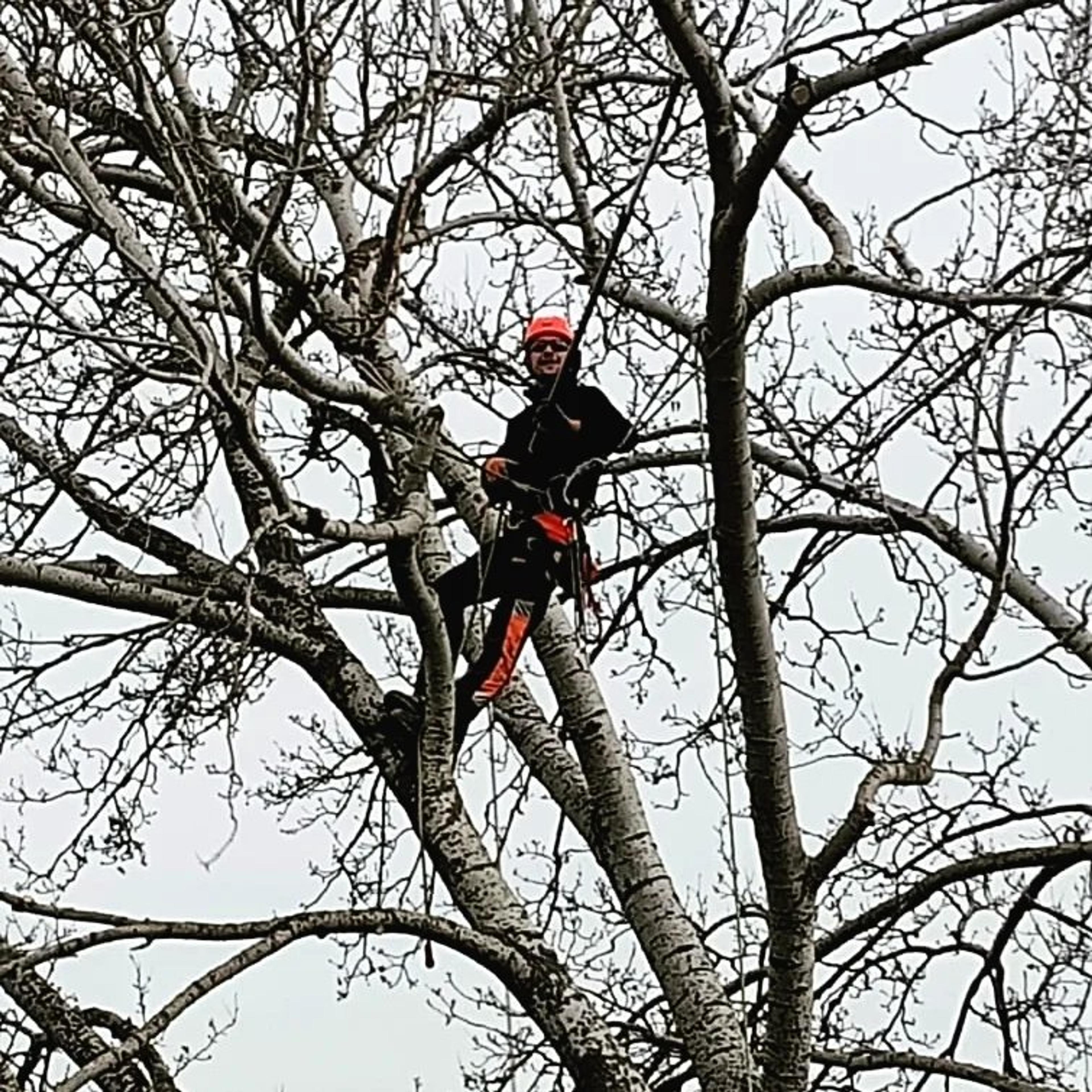 Tree Work