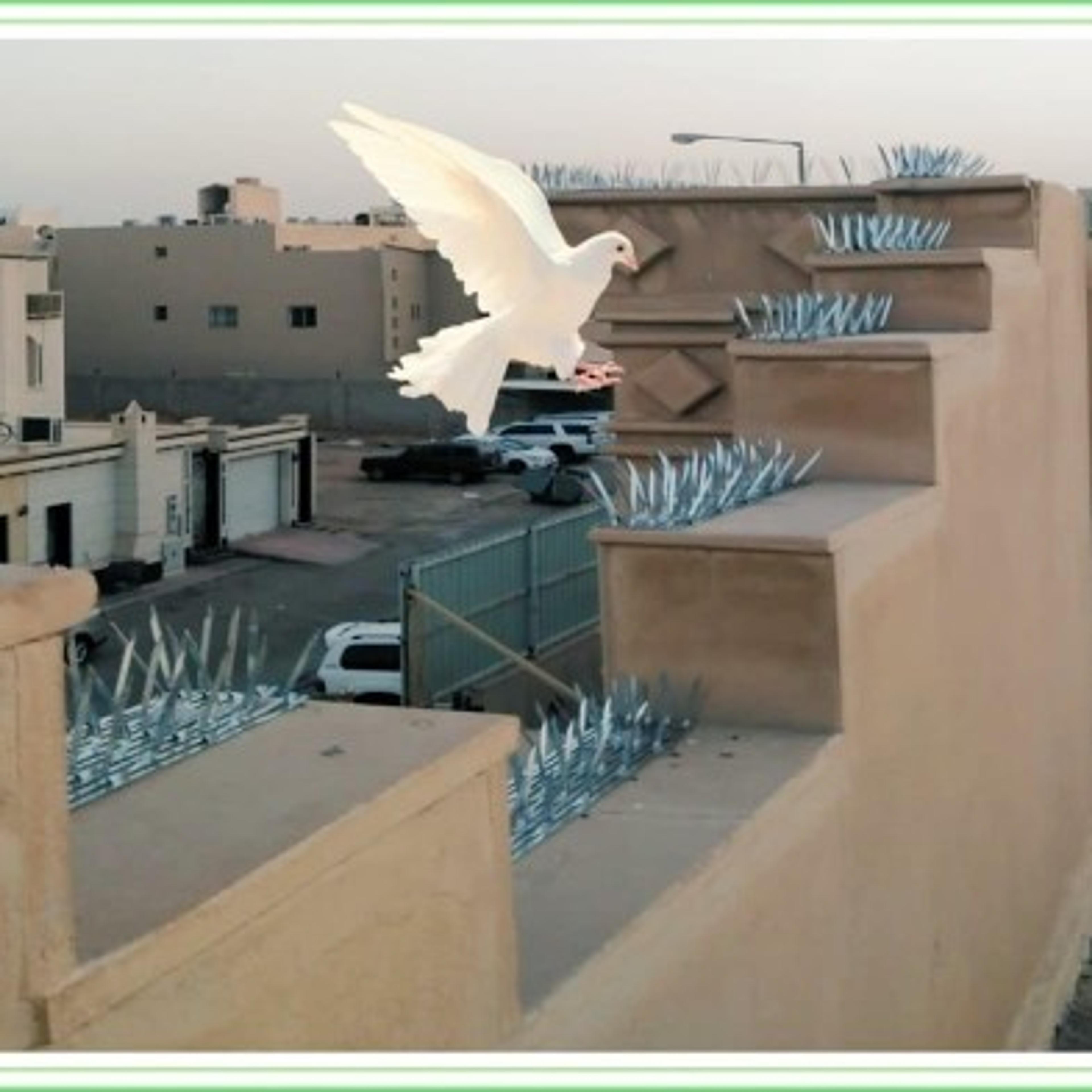 تركيب شبك طارد الحمام بالرياض