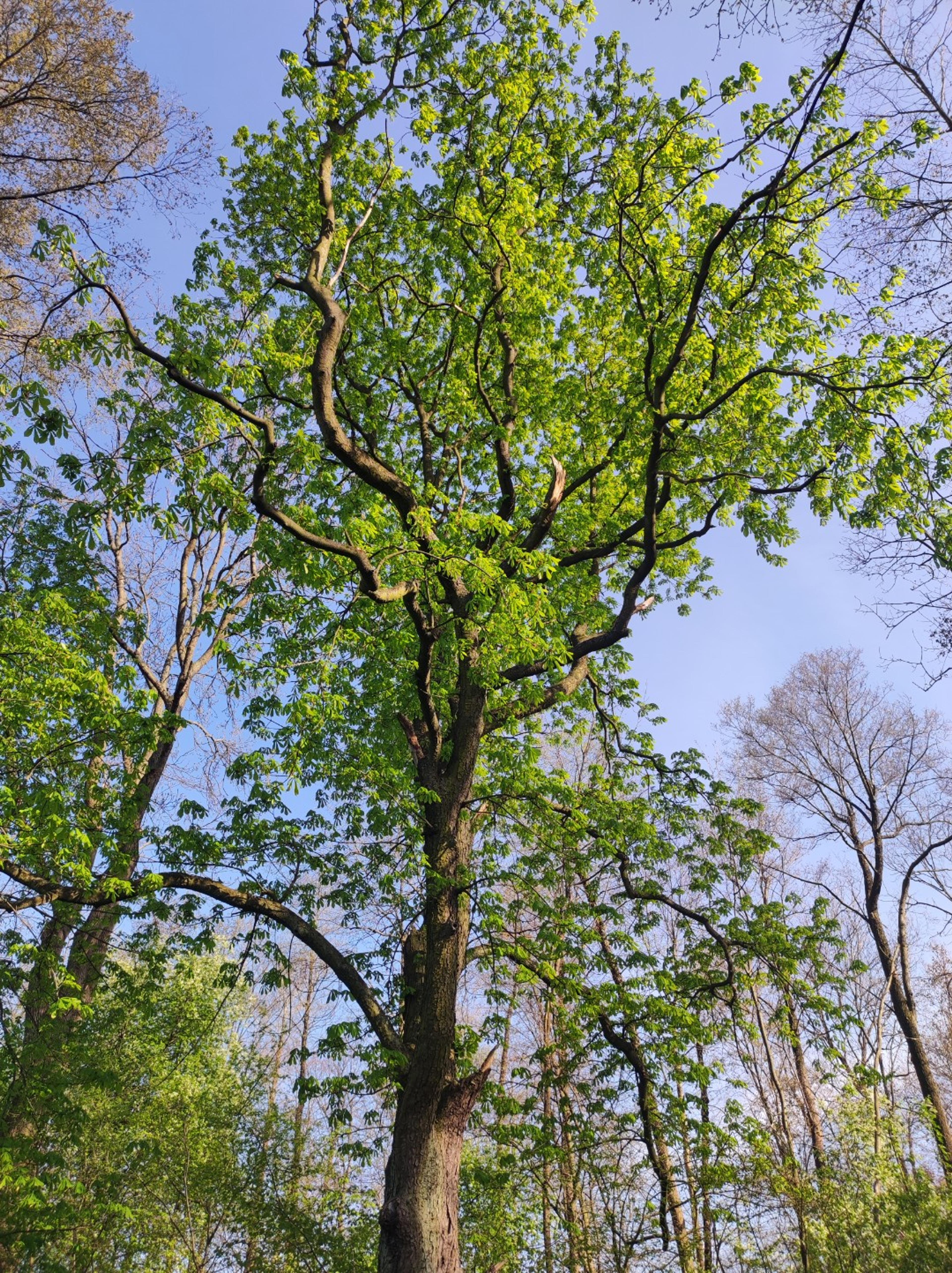 Na błysk