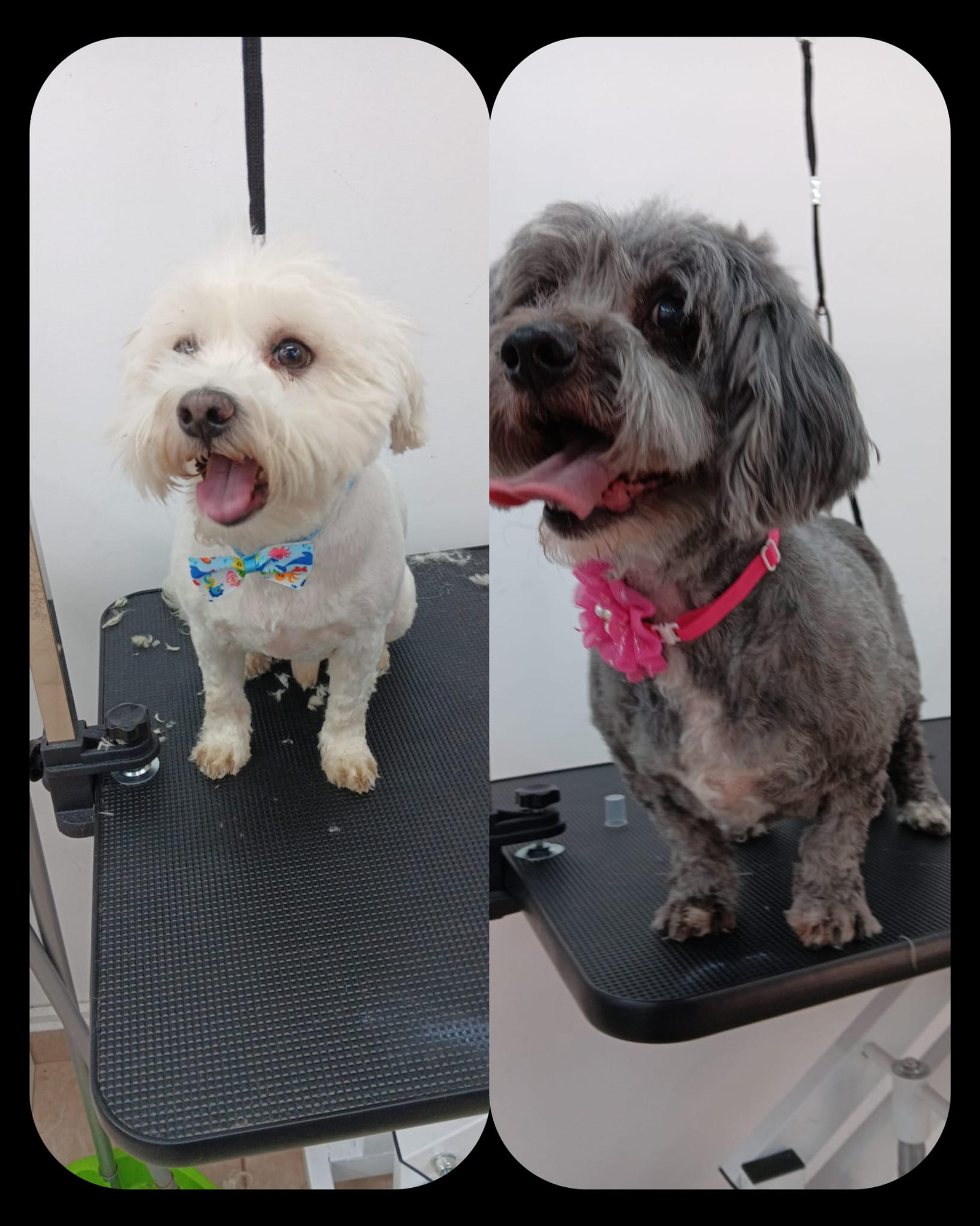 Cainescu Si Pisicescu Grooming Salon