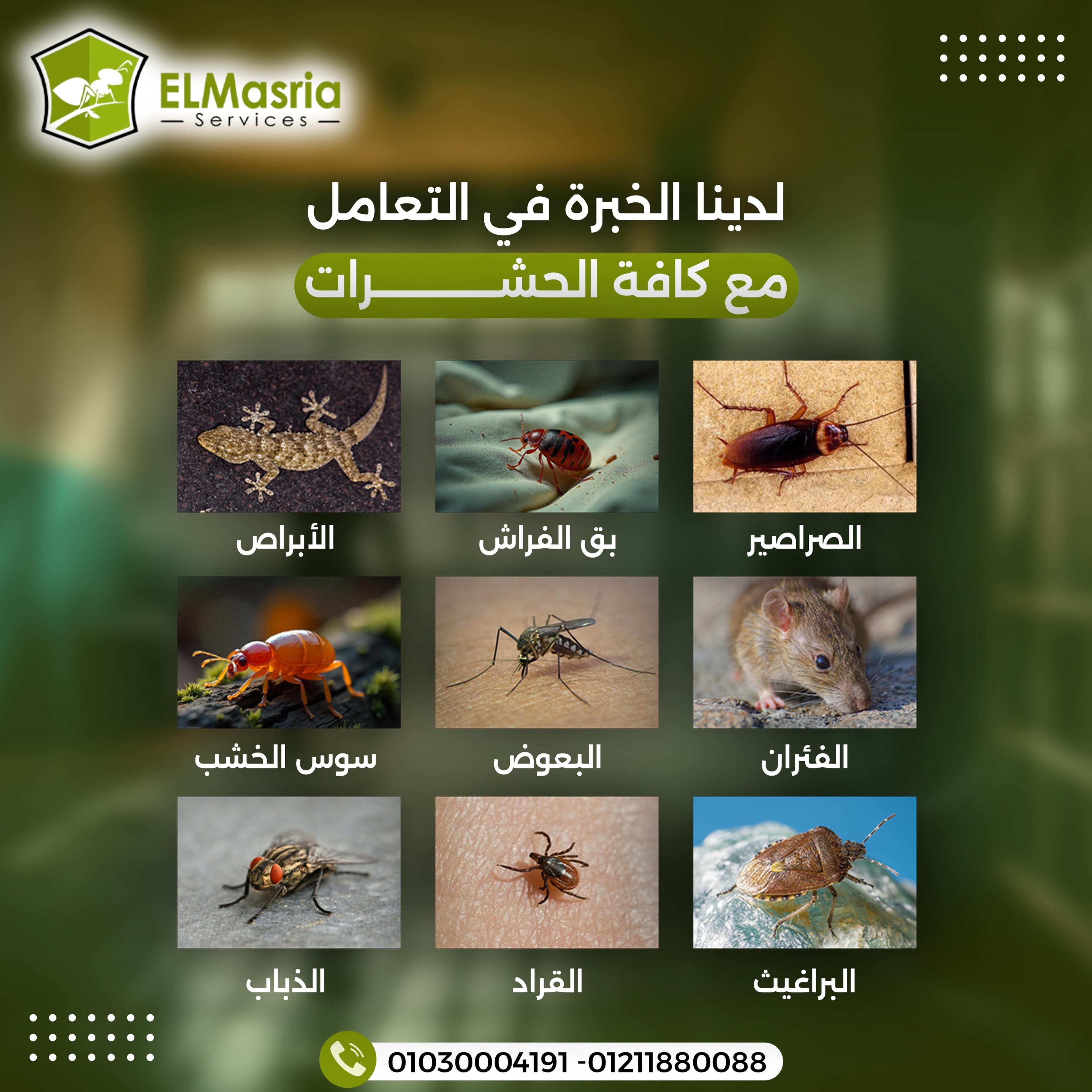المصرية سيرفيس لإبادة الحشرات