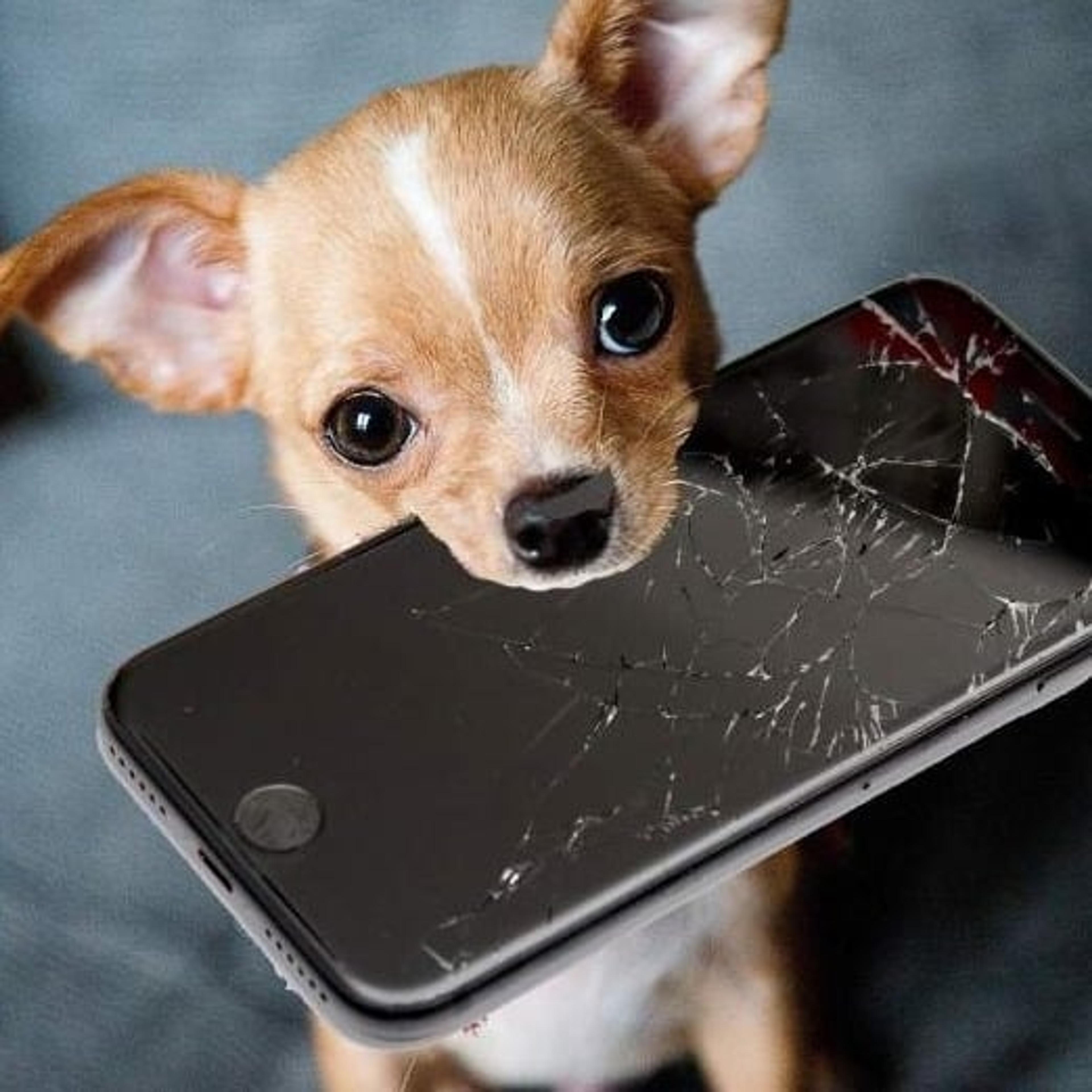 Planet Phone Srl