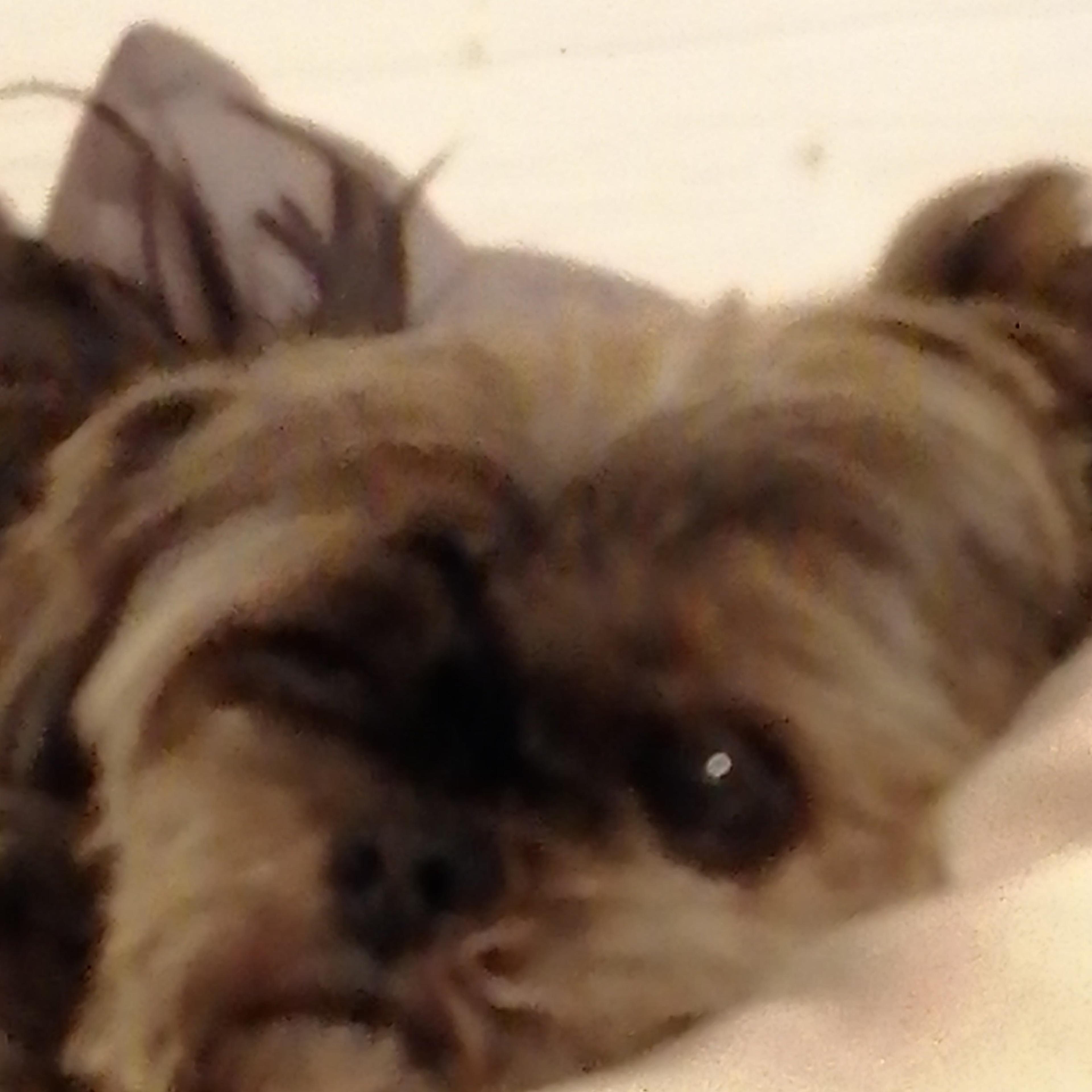 Betty De Lucia