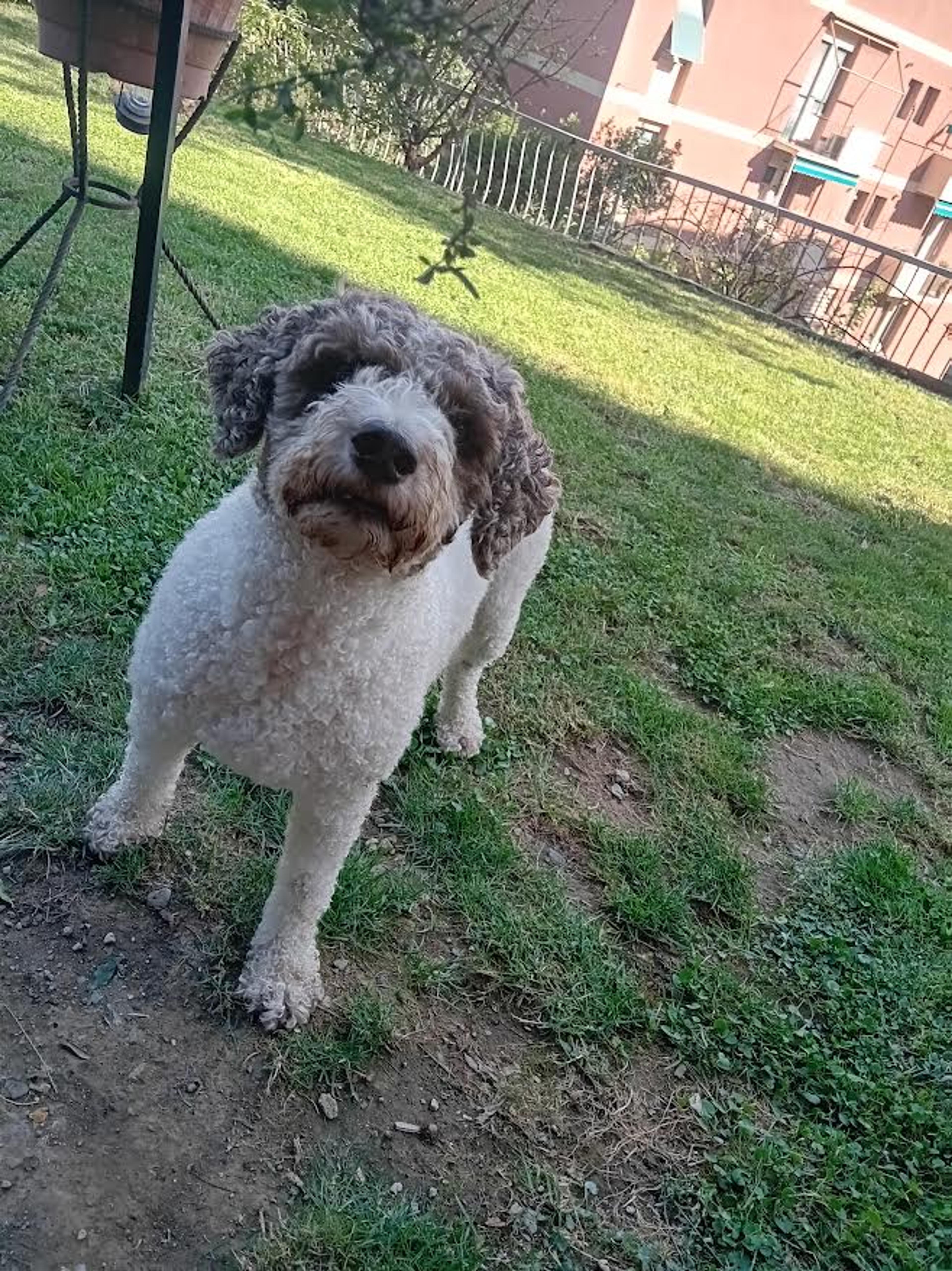 Isabel Barbagelata