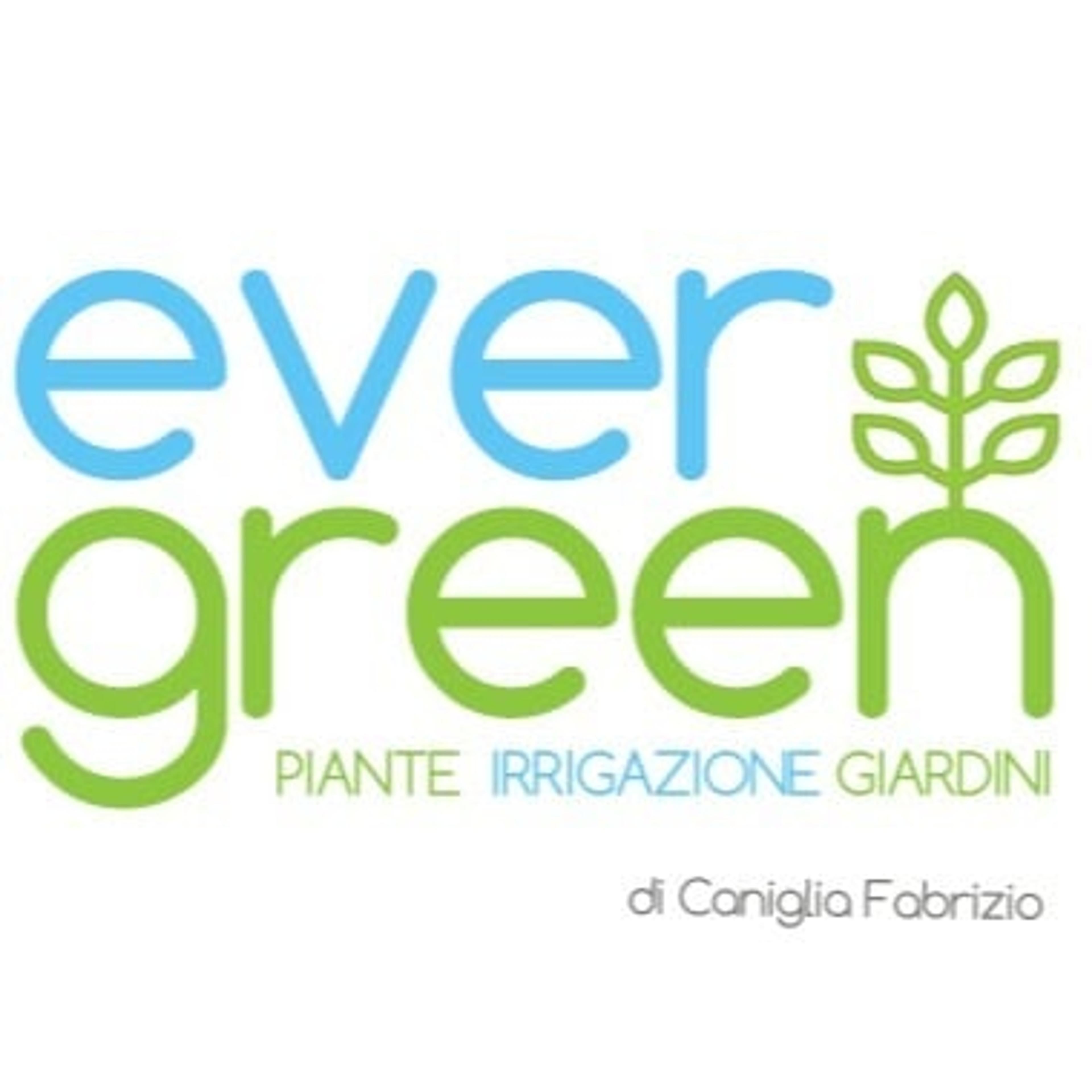 4 EVERGREEN di Caniglia Fabrizio