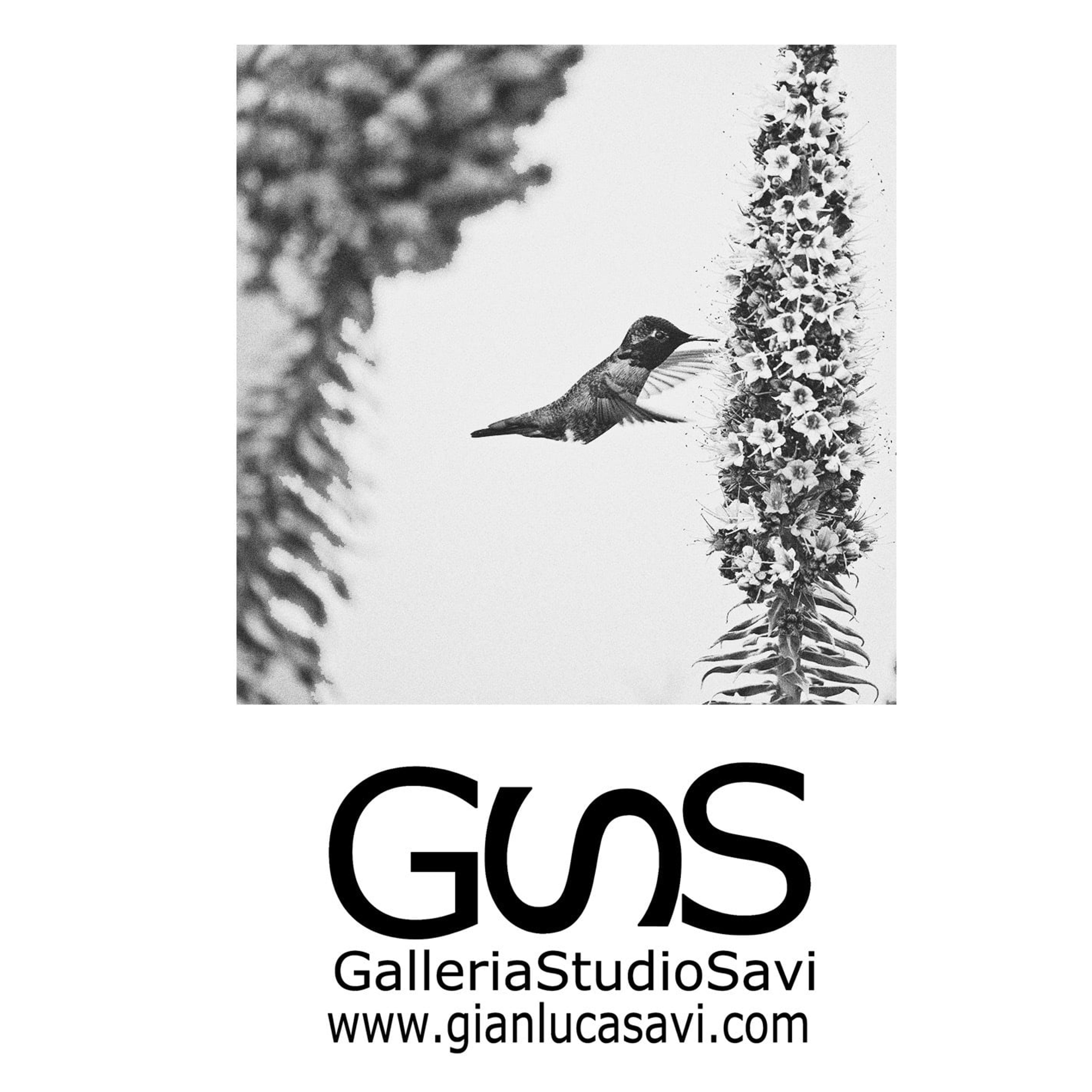 Gianluca Savi Galleria Studio Savi