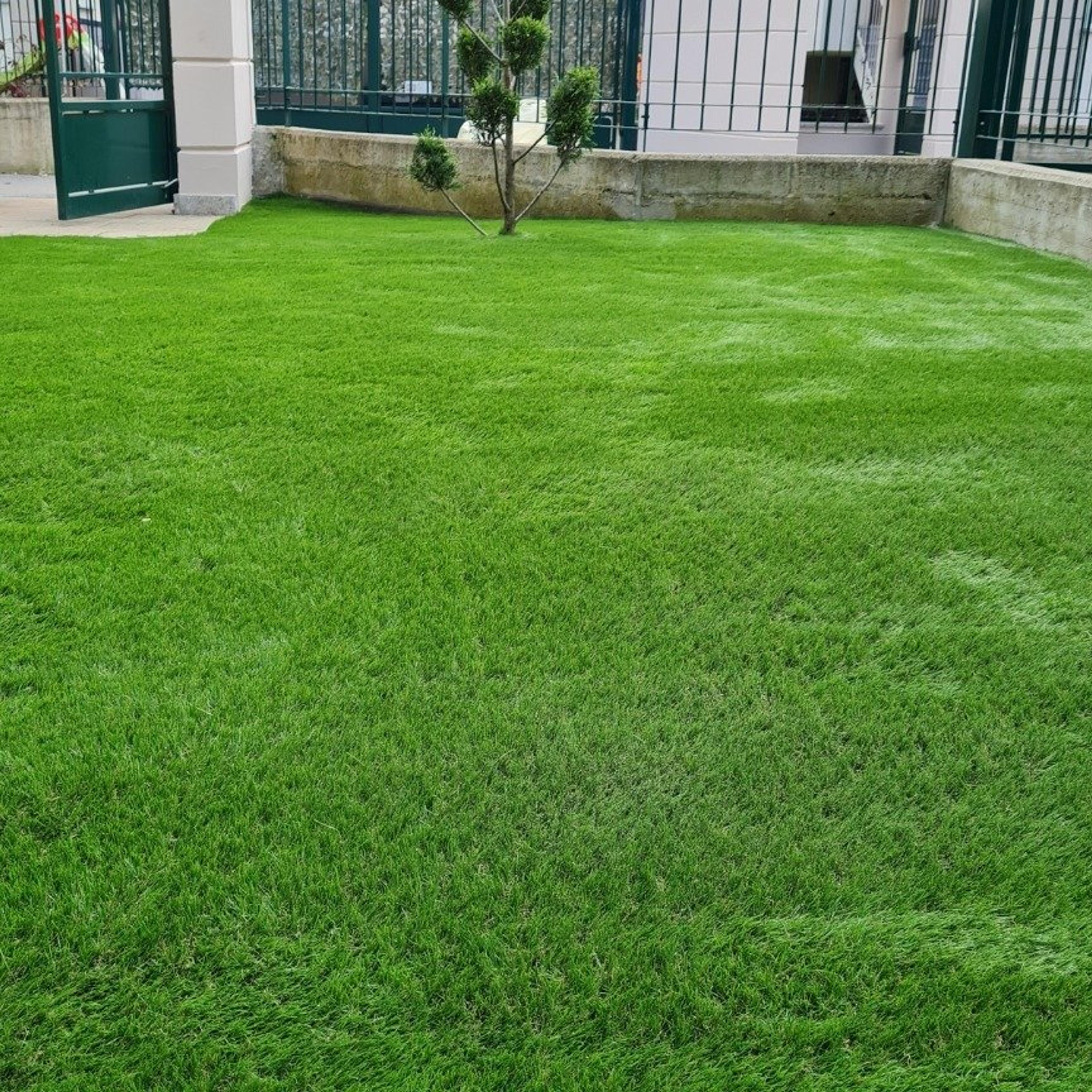 Idealverde 2000