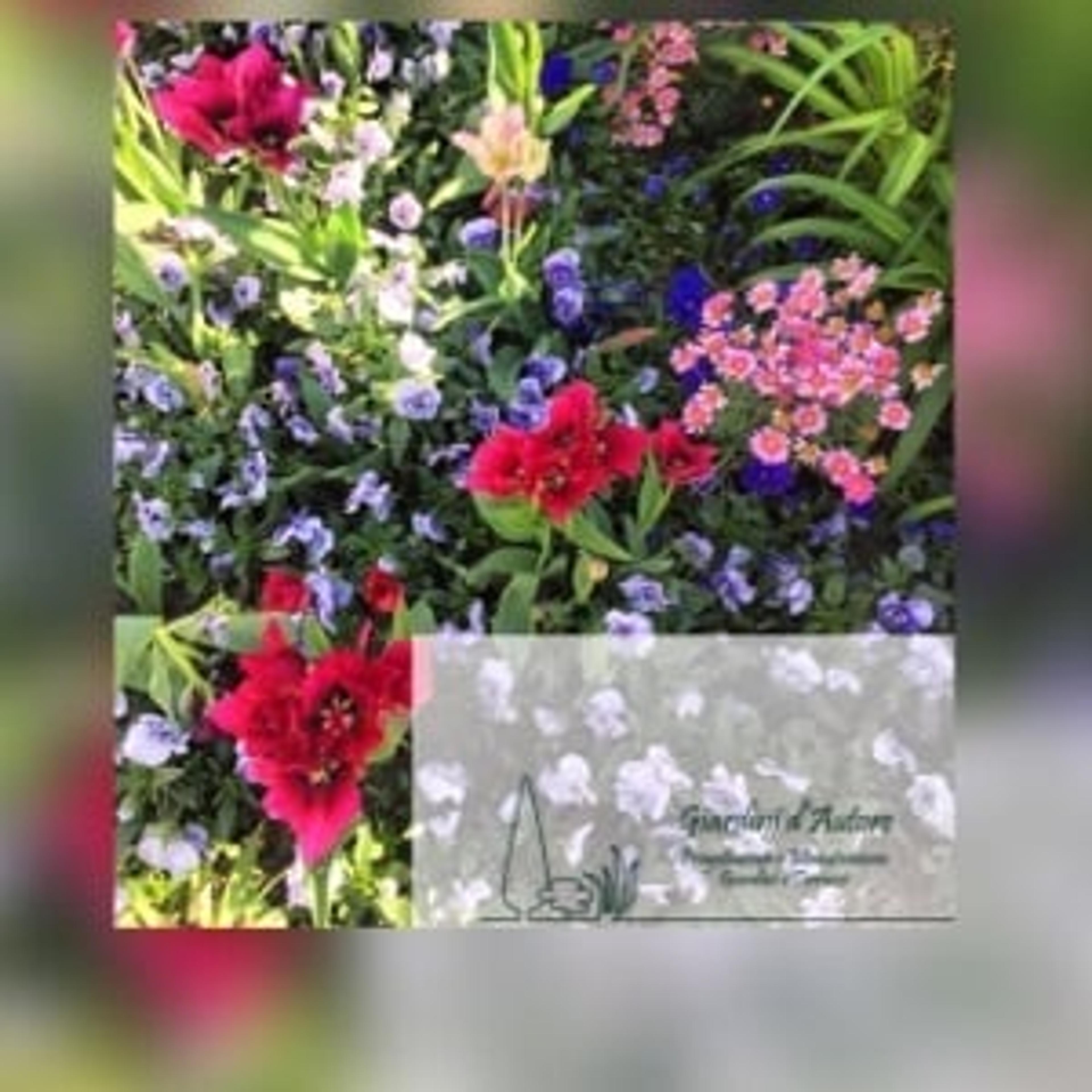 GIARDINI D'AUTORE SRL