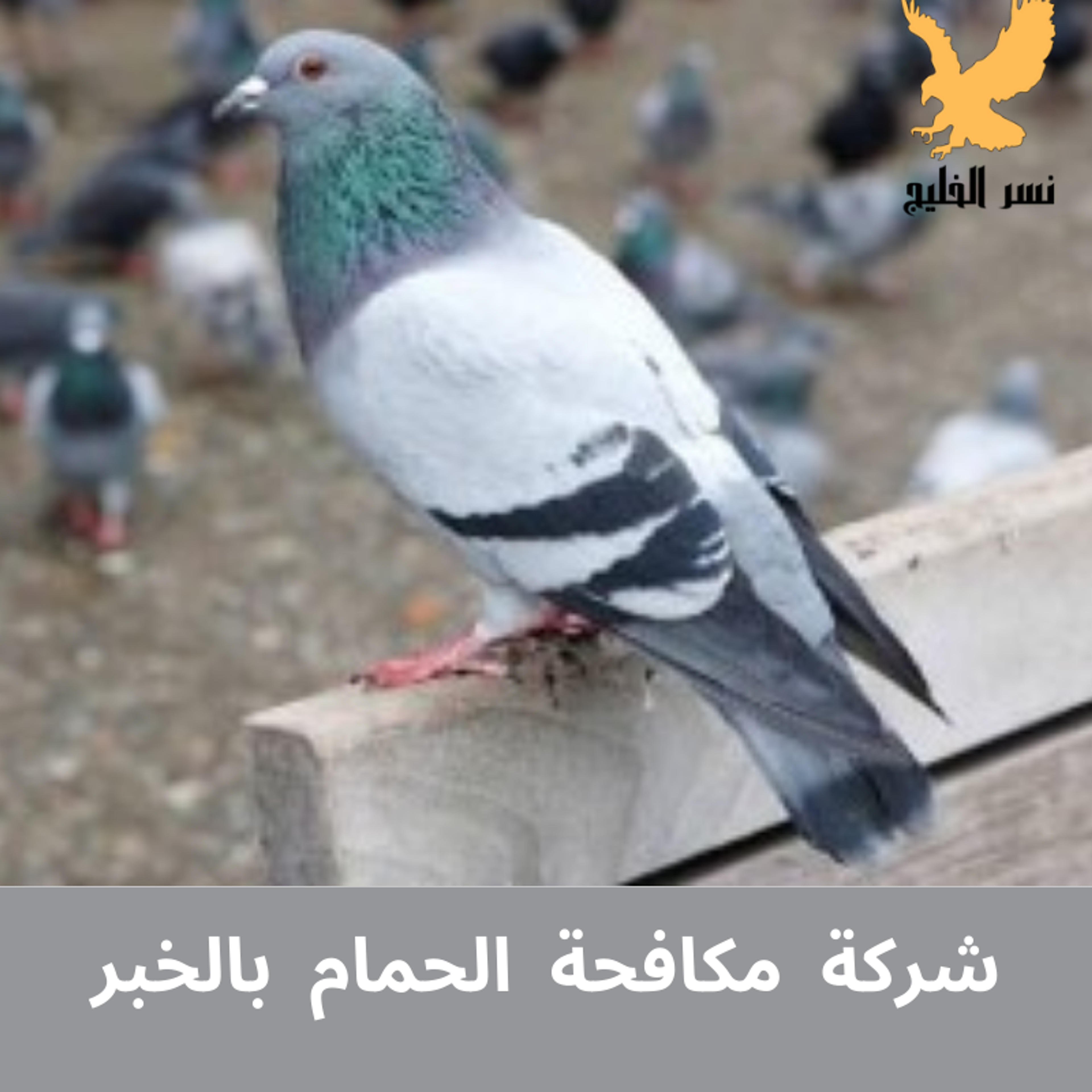 شركة نسر الخليج لطرد الحمام