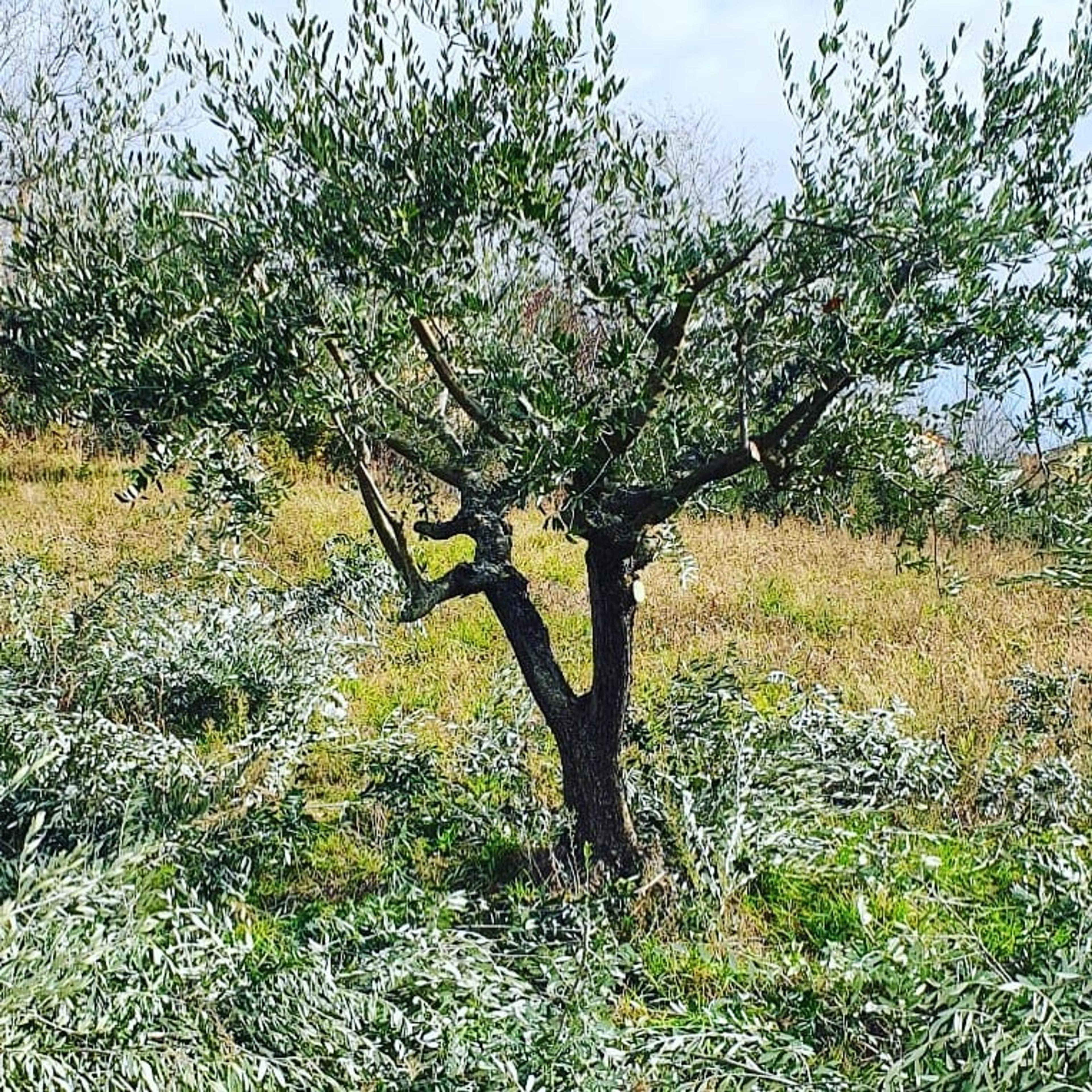 Verde Passione