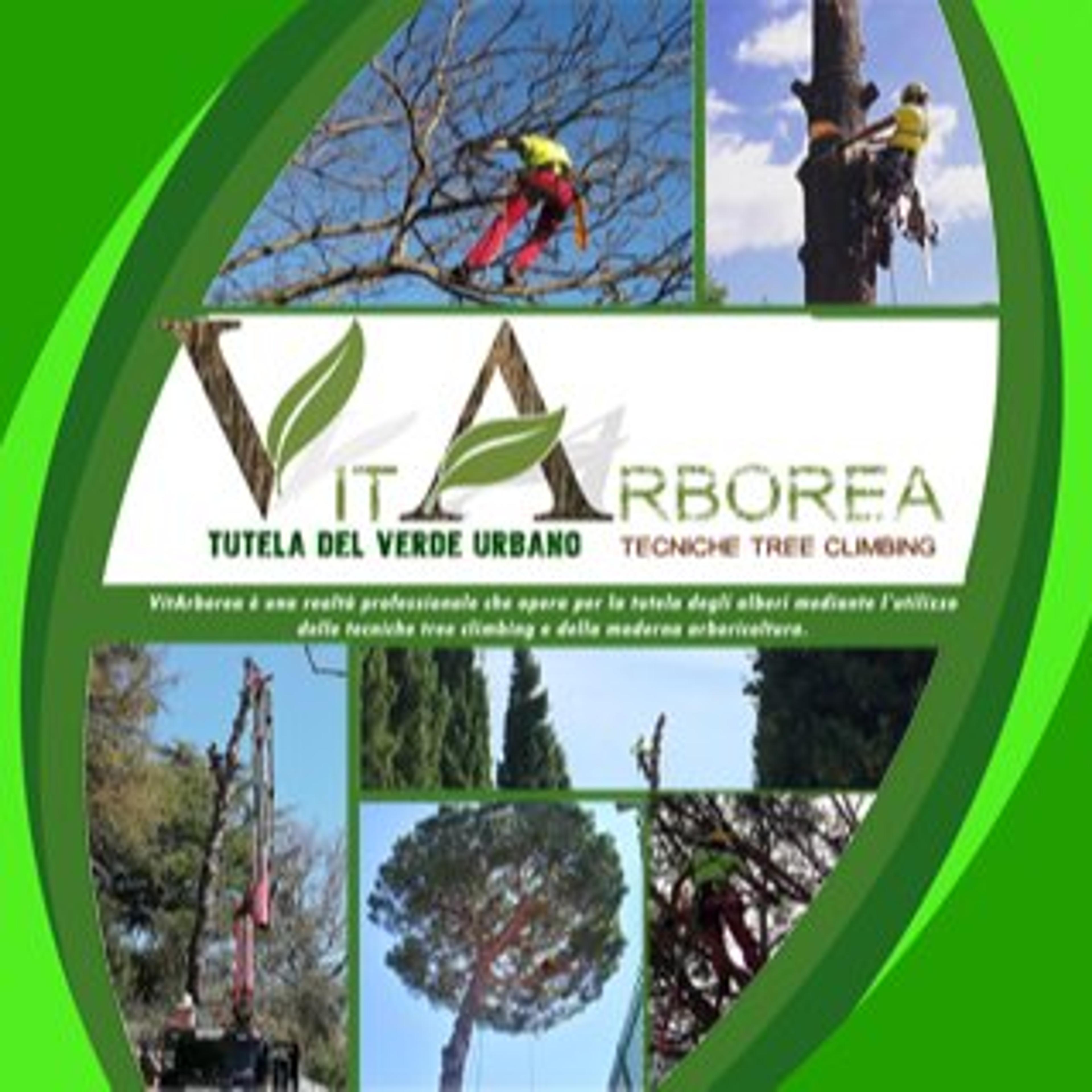 VITARBOREA