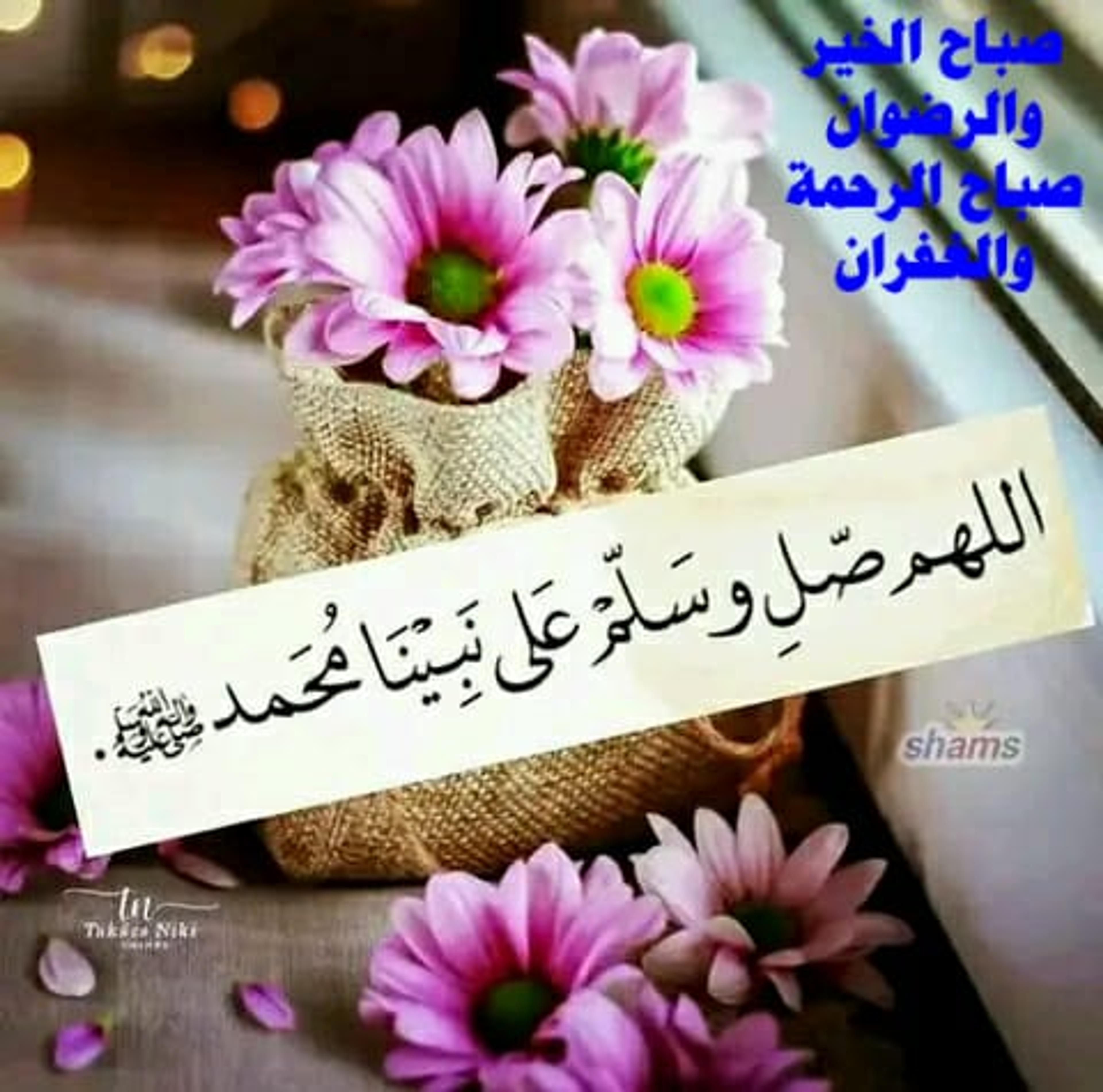 محمود المصري