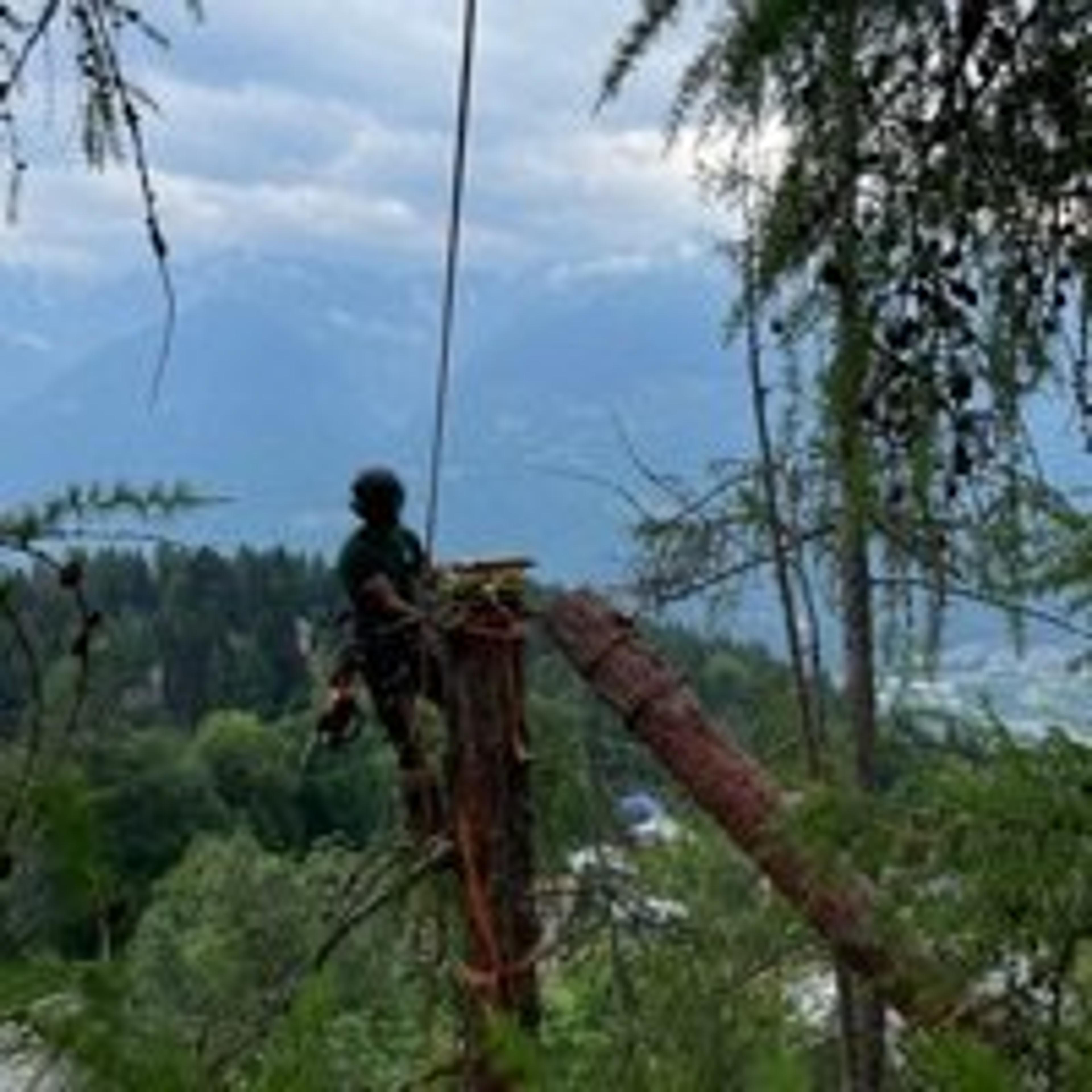 Ronchi Tree Service