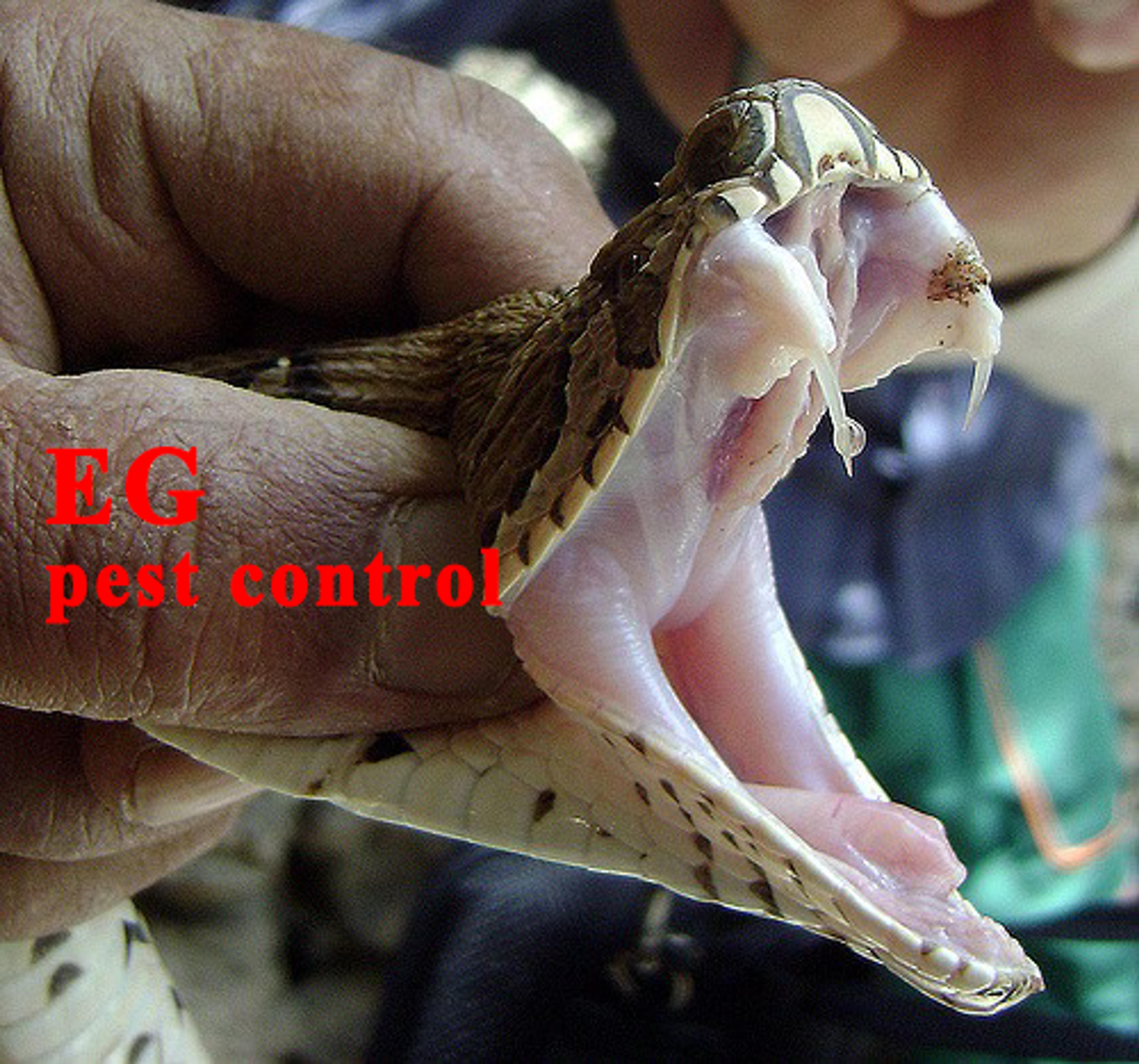 Eg Pest Control