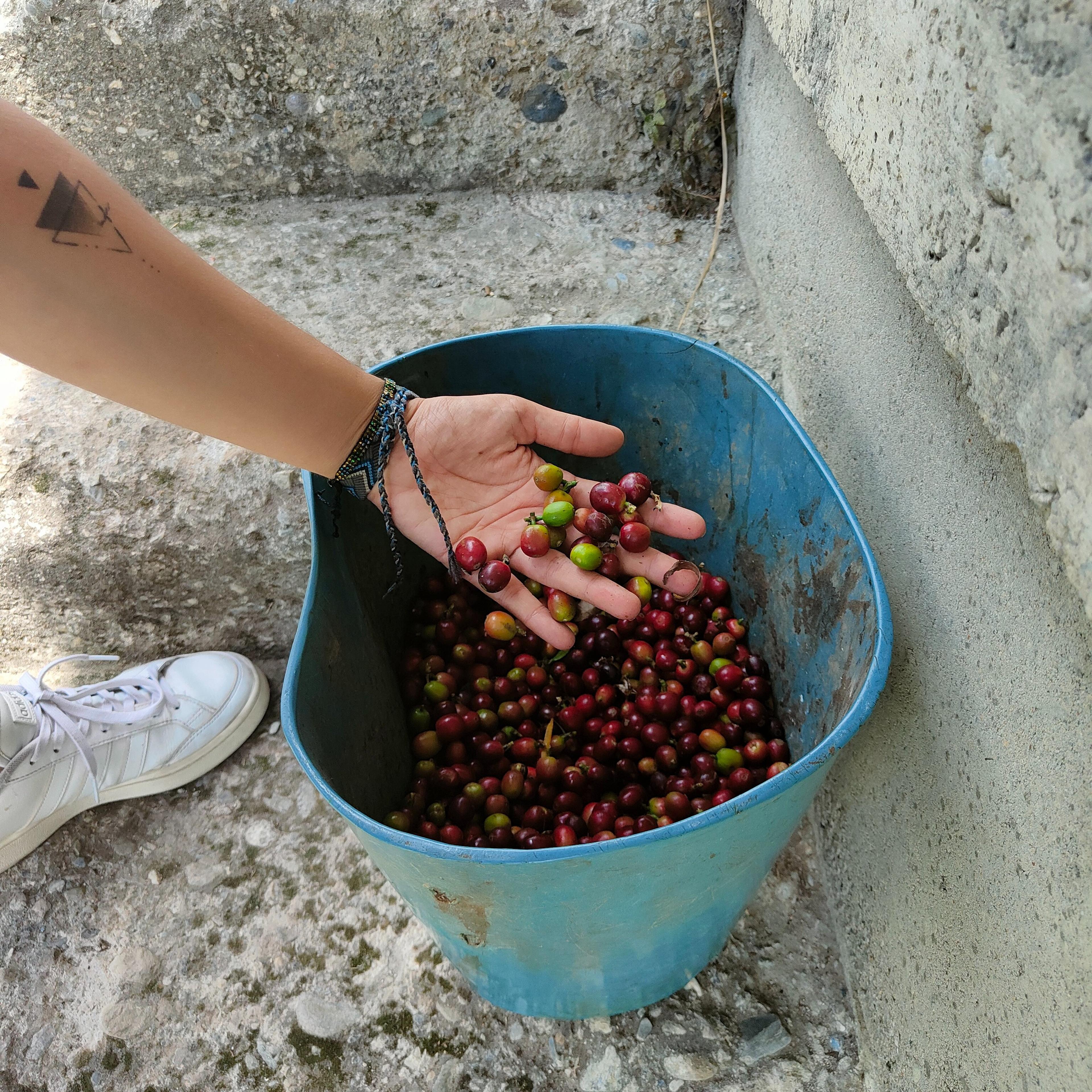 Borbotea coffee lab