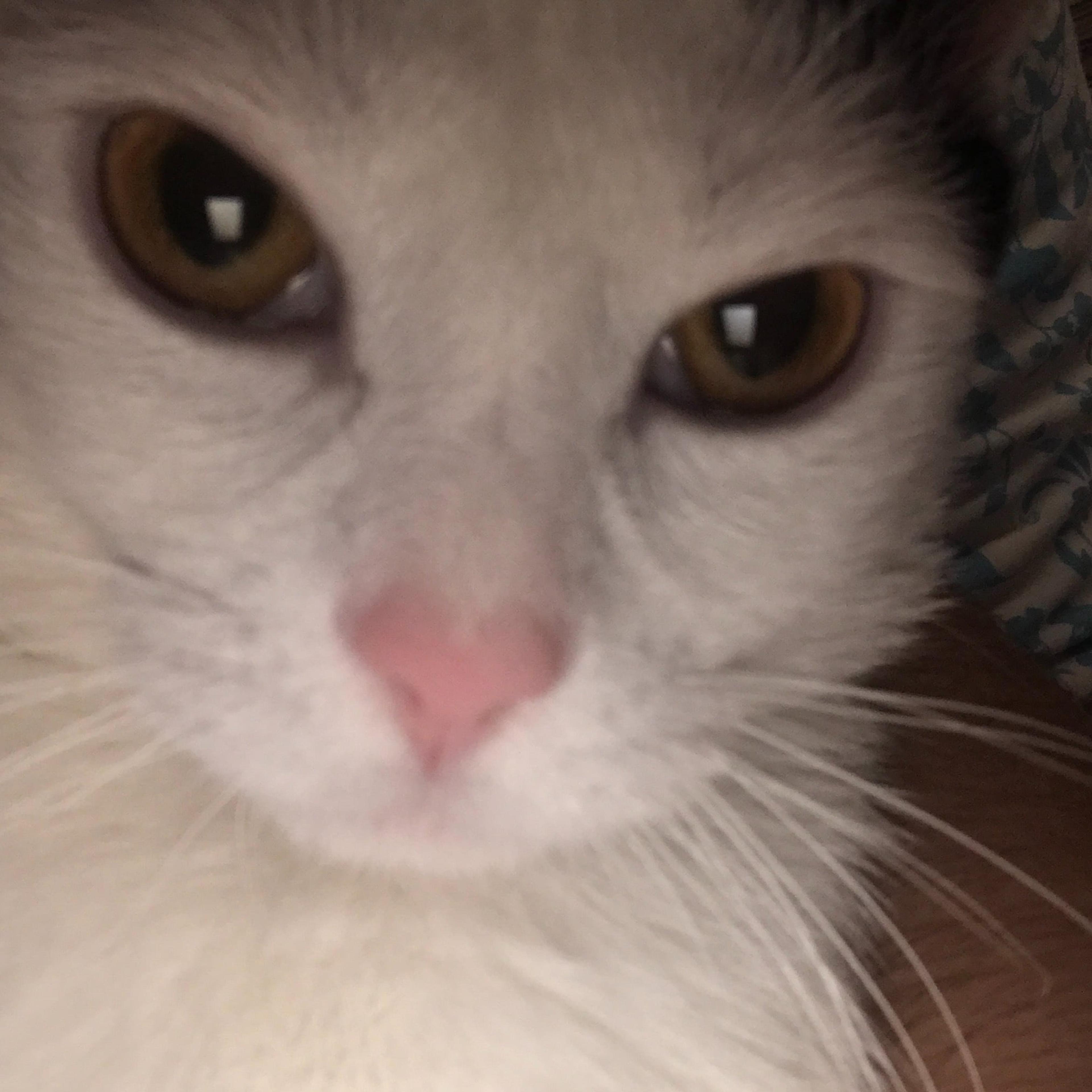 Nella Cannale