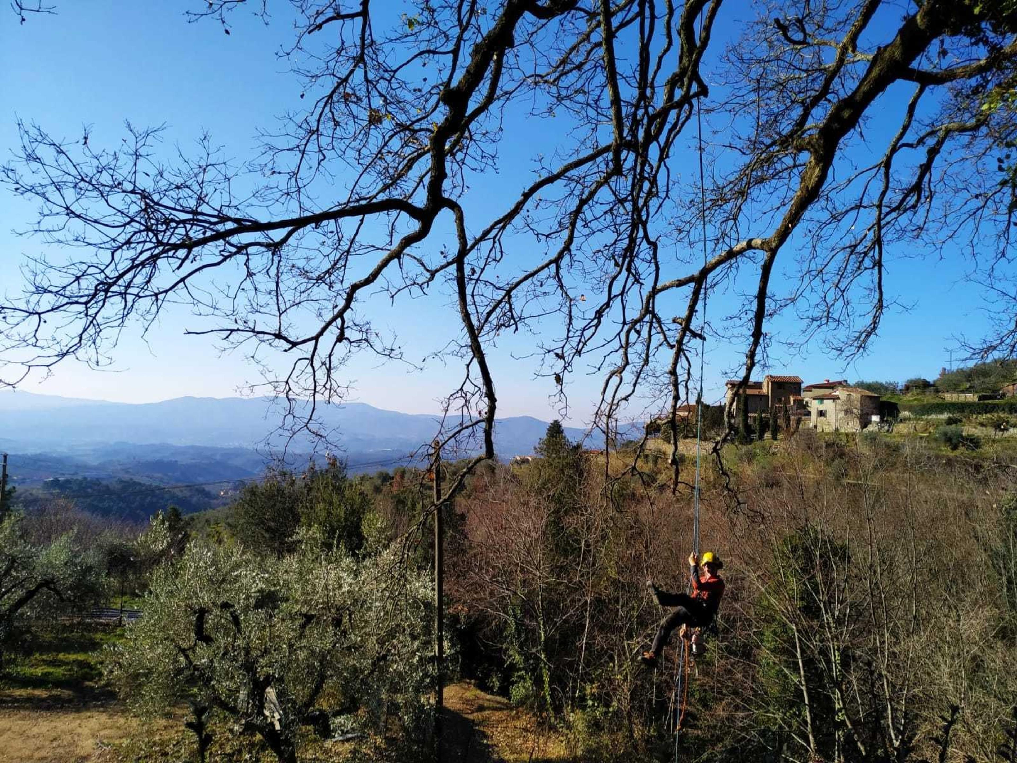 TuscanyTreeService di Pastori Emanuele