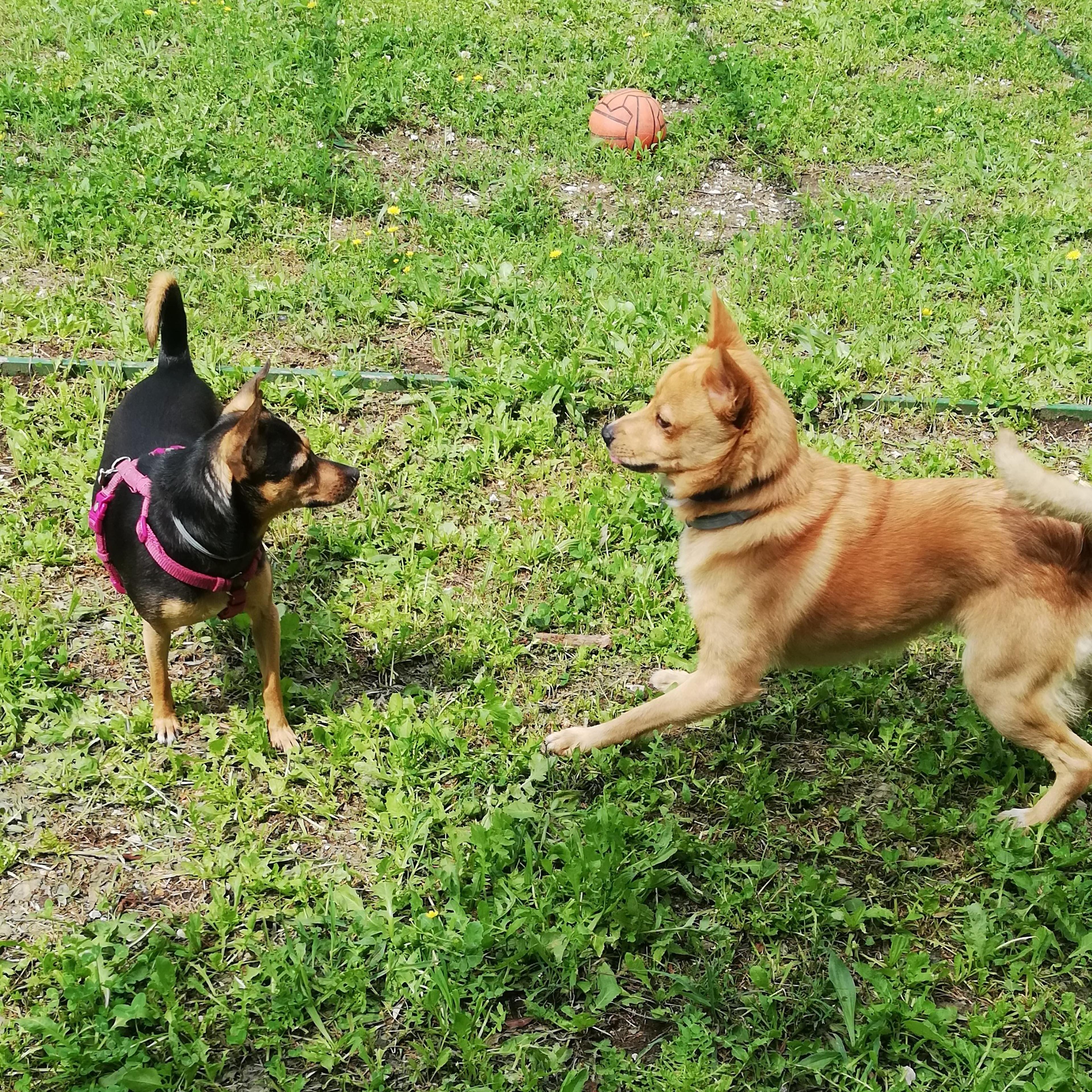 Happy FreeDogs