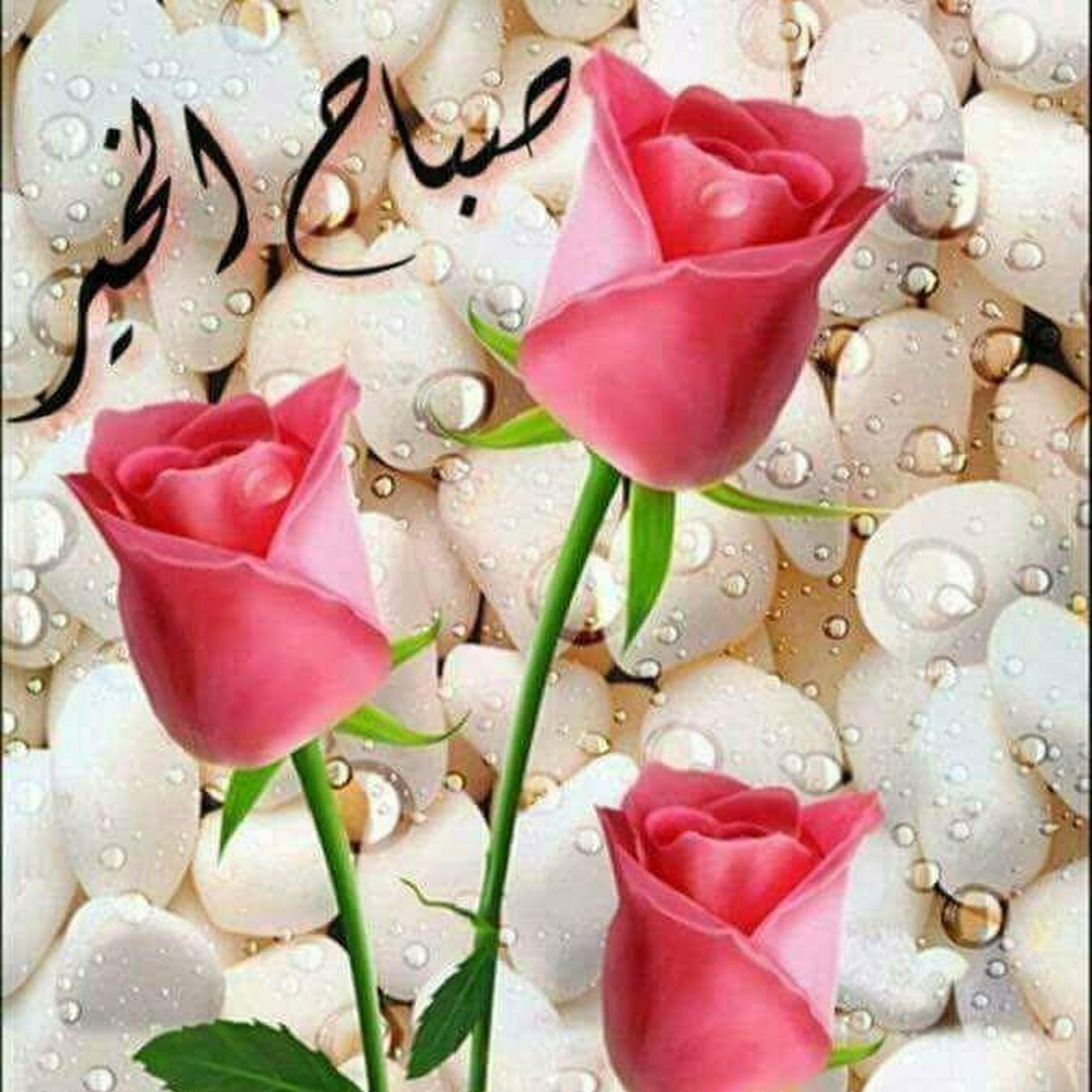 محمد جوده عبد العزيز