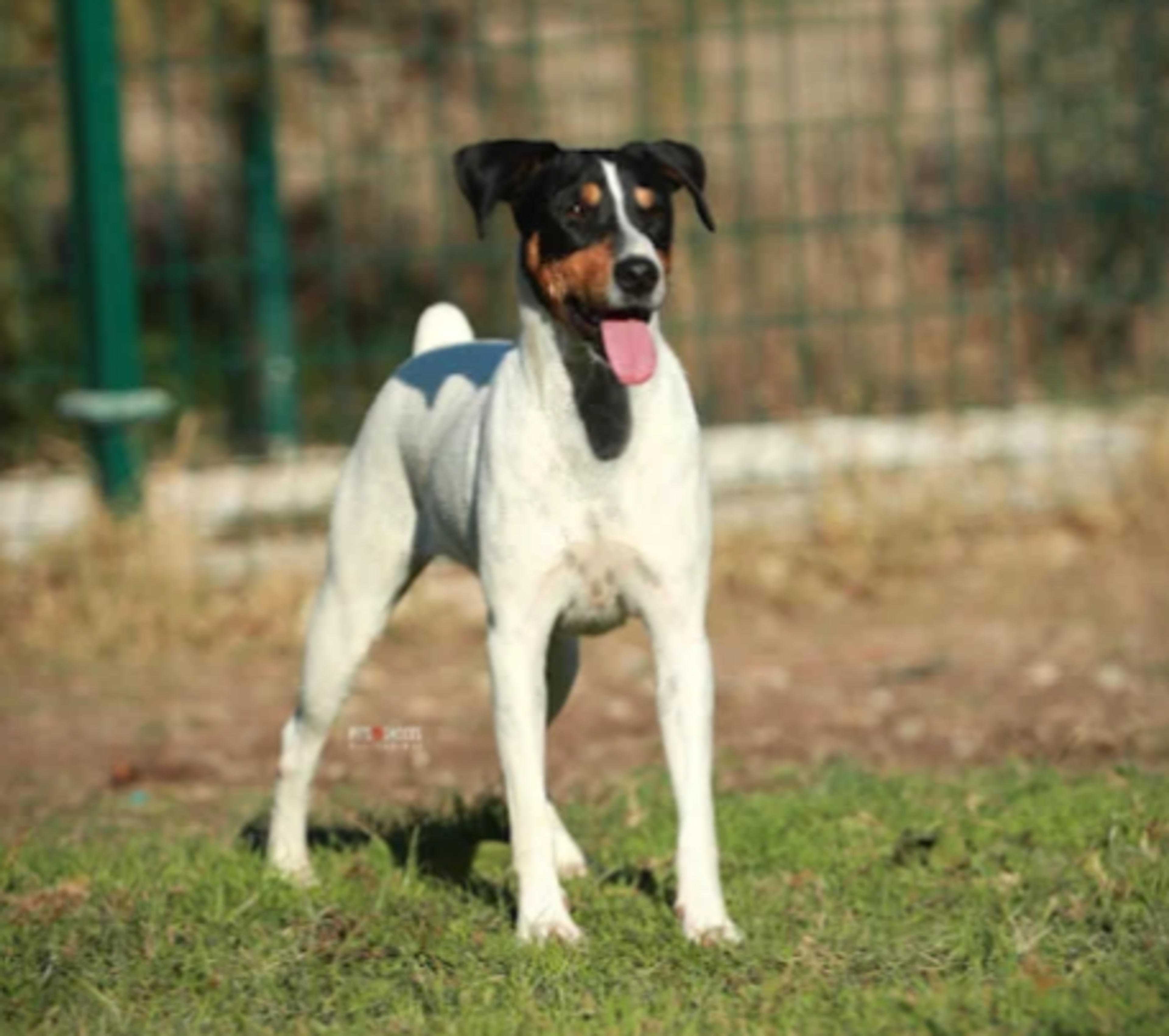 Residencia Canina Málaga Can Resort