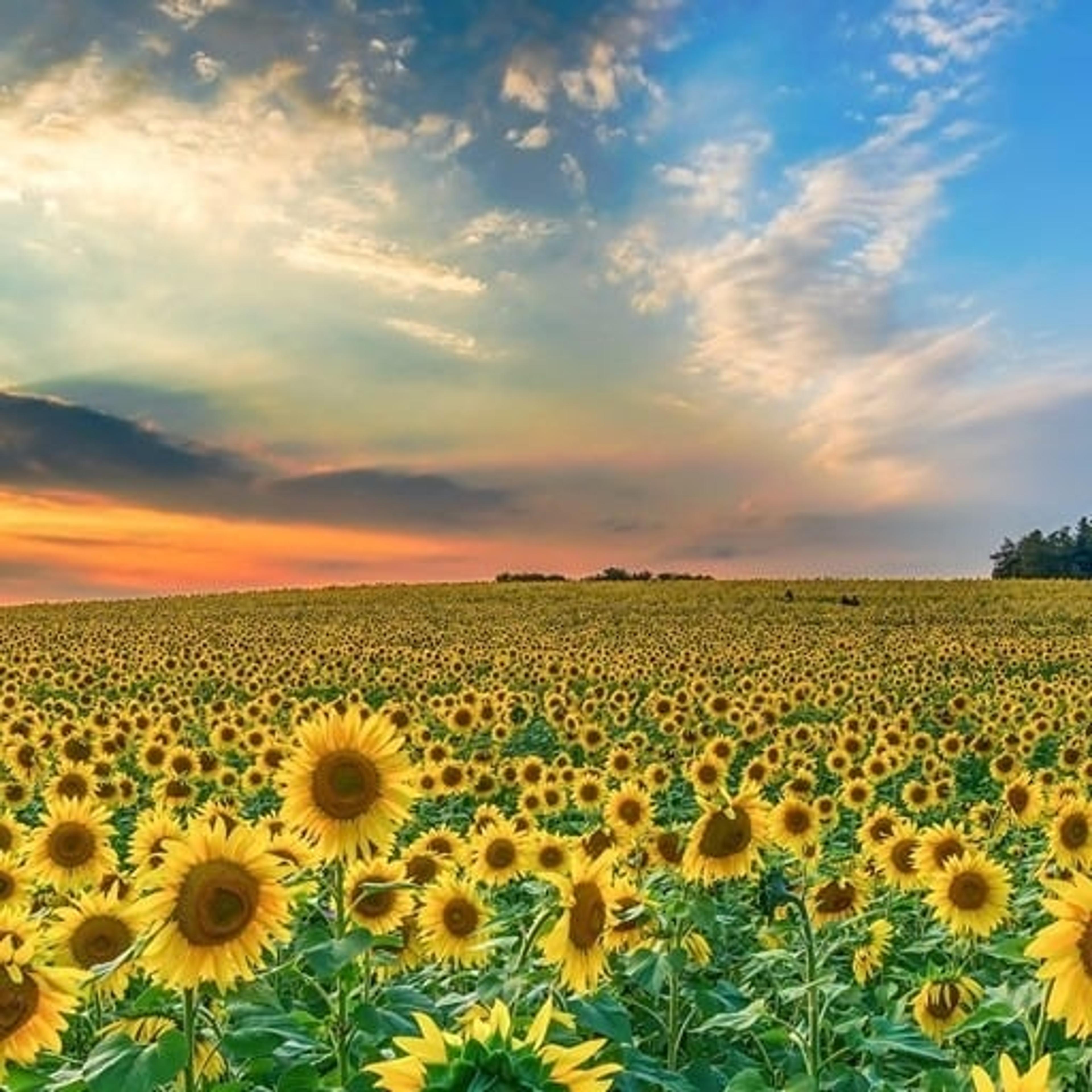 TERMOIDROCLIMASOL