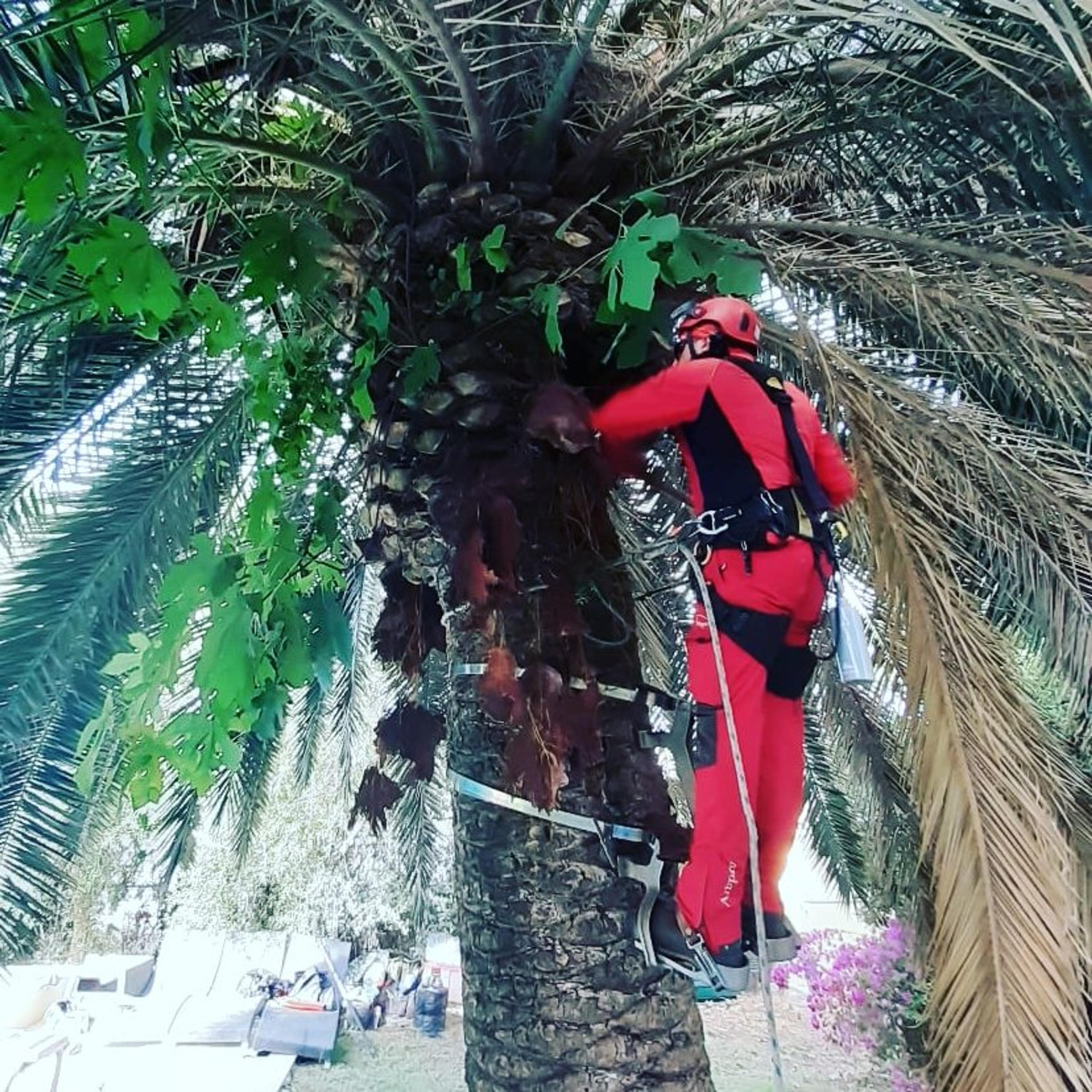 TecnoArbor